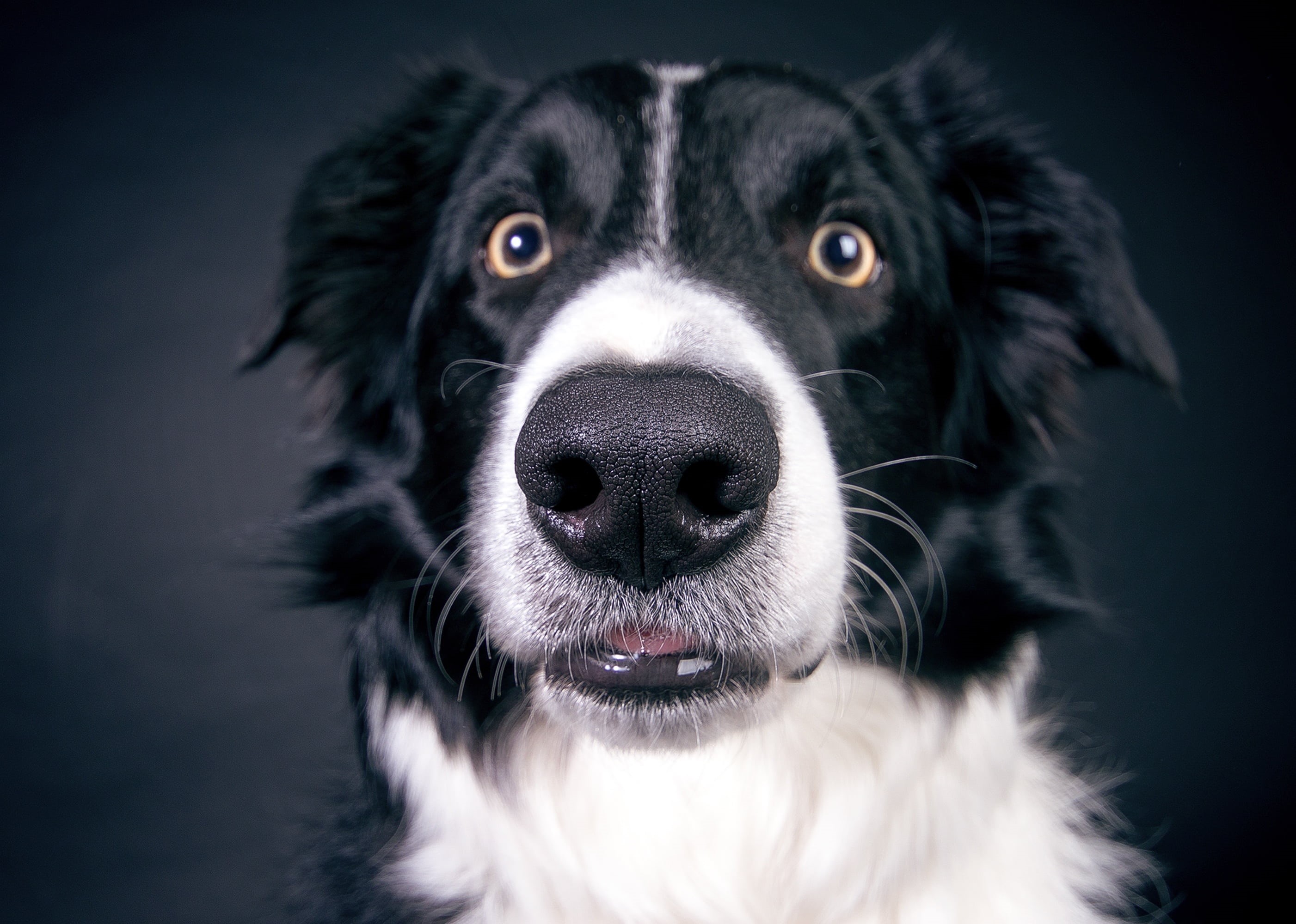 2K, animal, black background, animal head, black color, nose, datailaufnahme, no people, purebred dog, head, whisker, studio shot, close-up, animal body part, HD Wallpaper