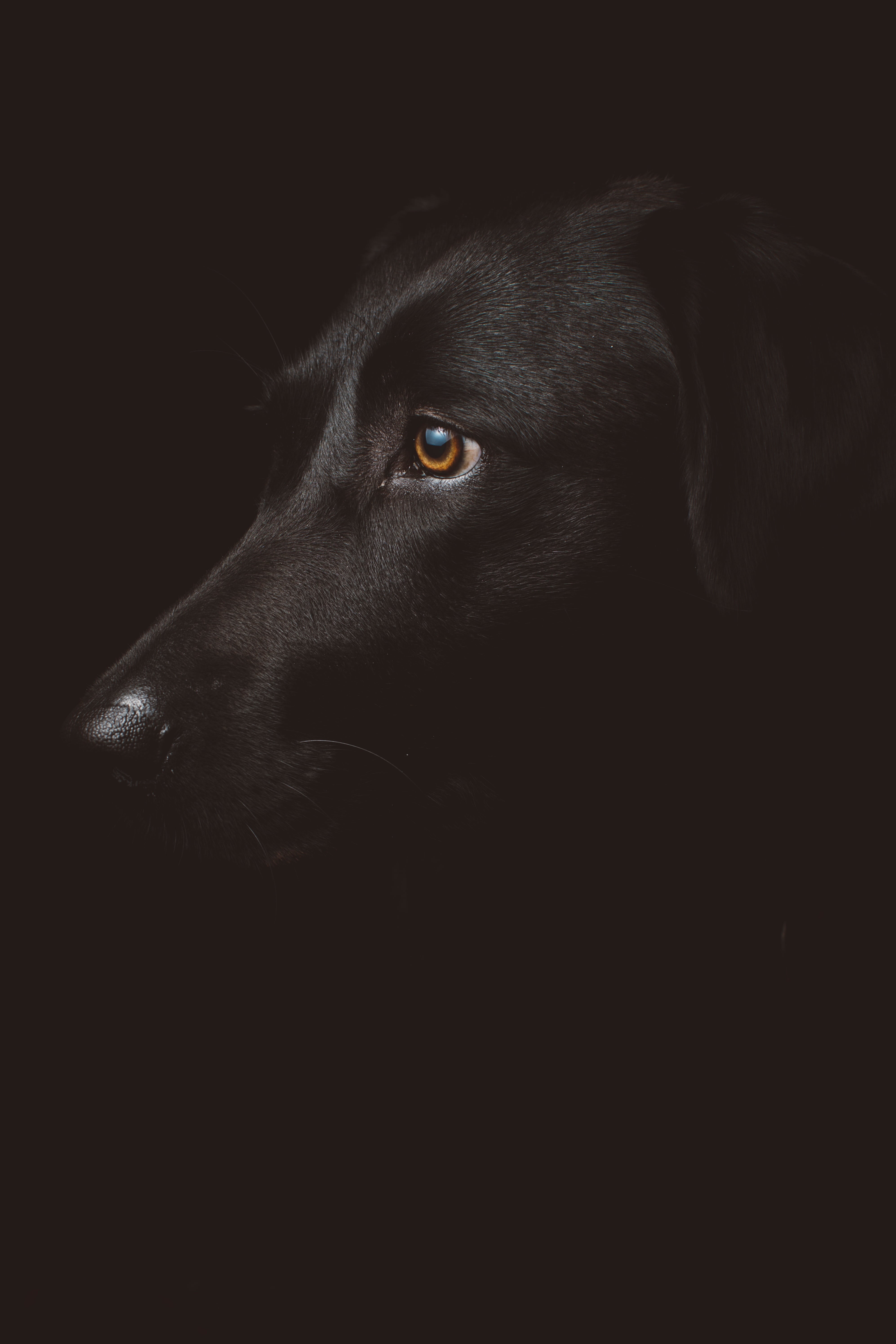 canine, night, close-up, looking away, domestic, dark, photo, animal themes, mammal, labrador, animal eye, one animal, 5K, black color, retriever, animal body part, Phone HD Wallpaper