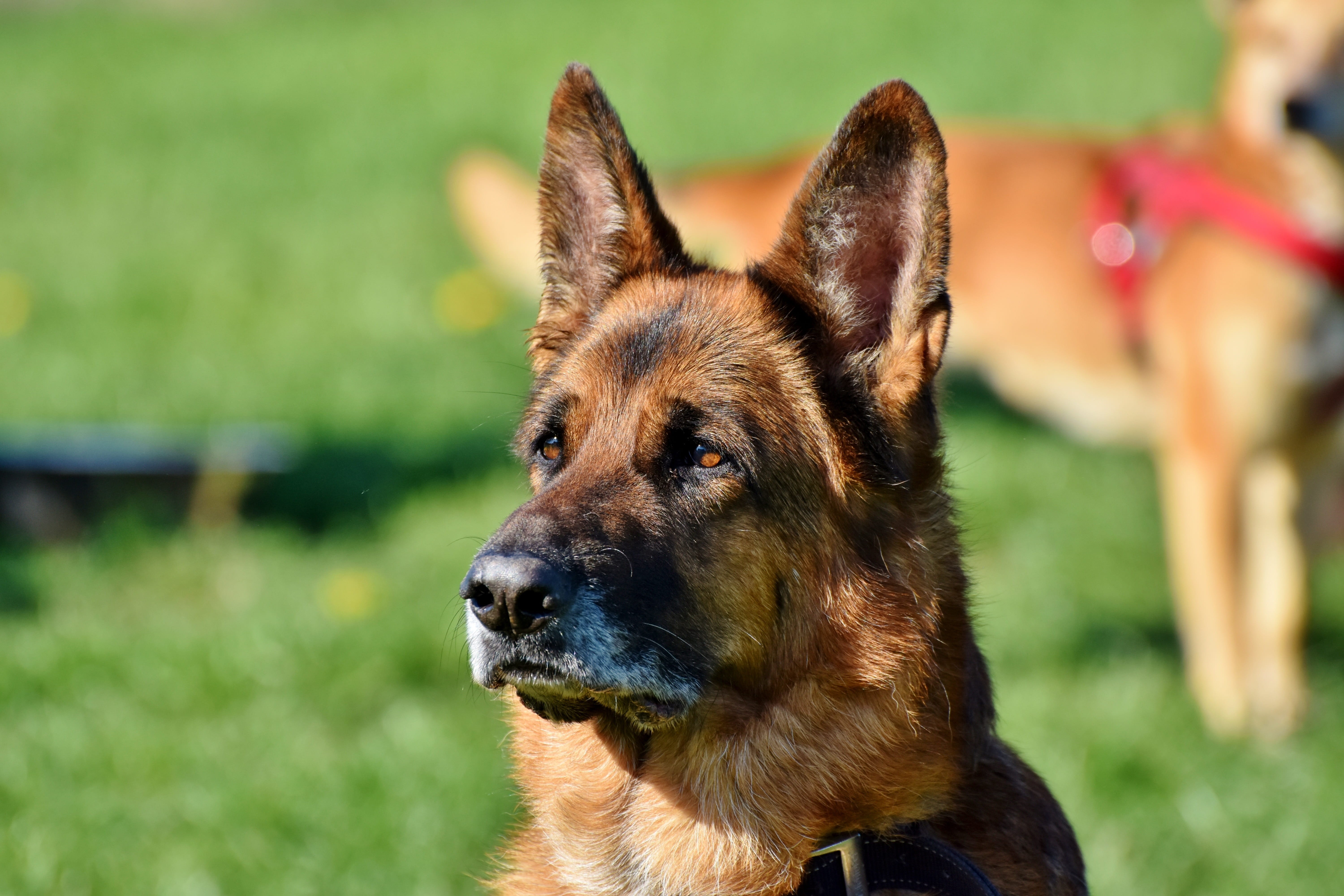 photography, friend, shepherd, animal body part, looking, guard dog, vertebrate, schäfer dog, focus, domestic, pets, plant, purebred dog, german shepherd, HD Wallpaper