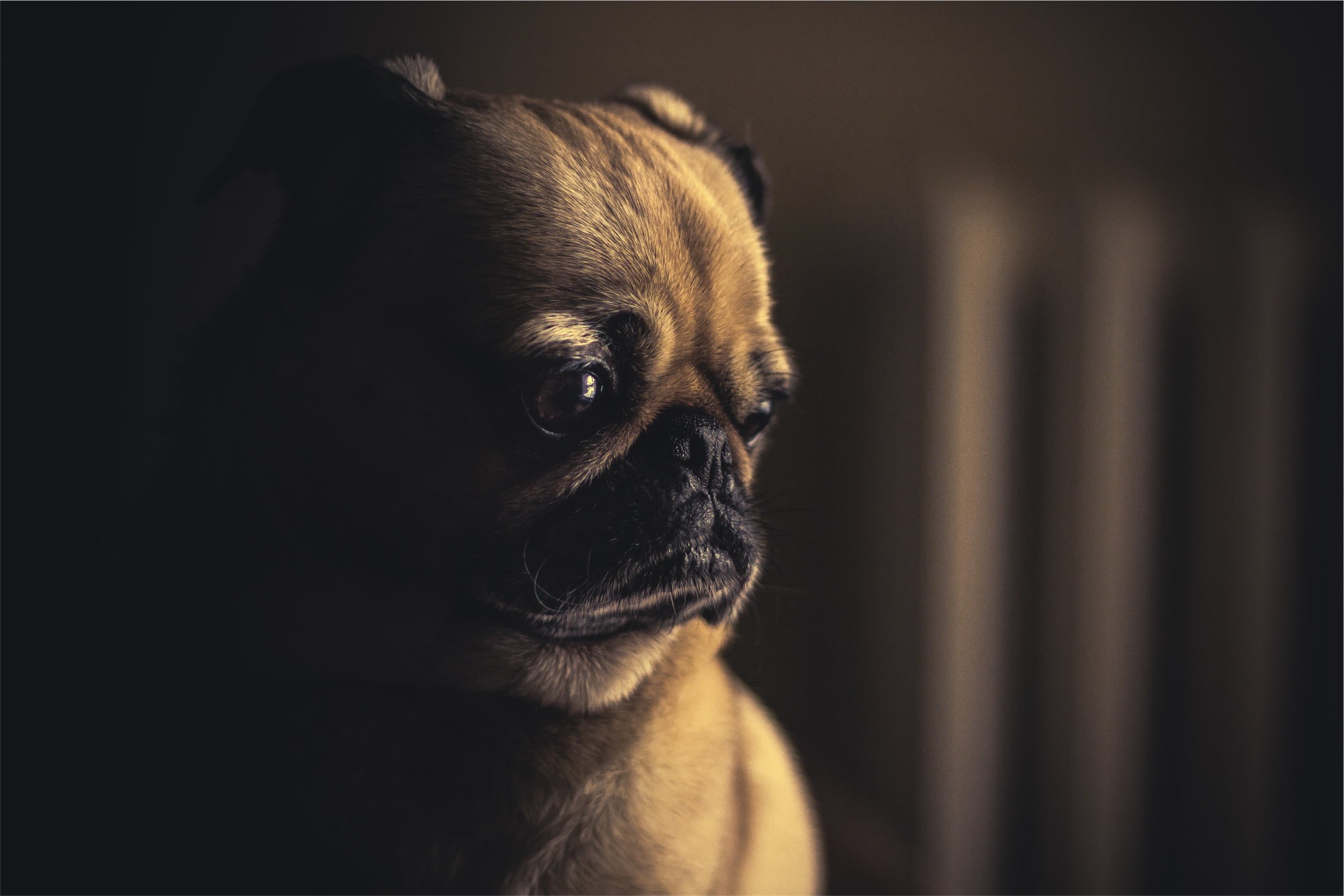 brown, lap dog, pug, cute, animal, domestic, one animal, portrait, close-up, indoors, animal eye, animal head, domestic animals, canine, pets, animal body part, HD Wallpaper