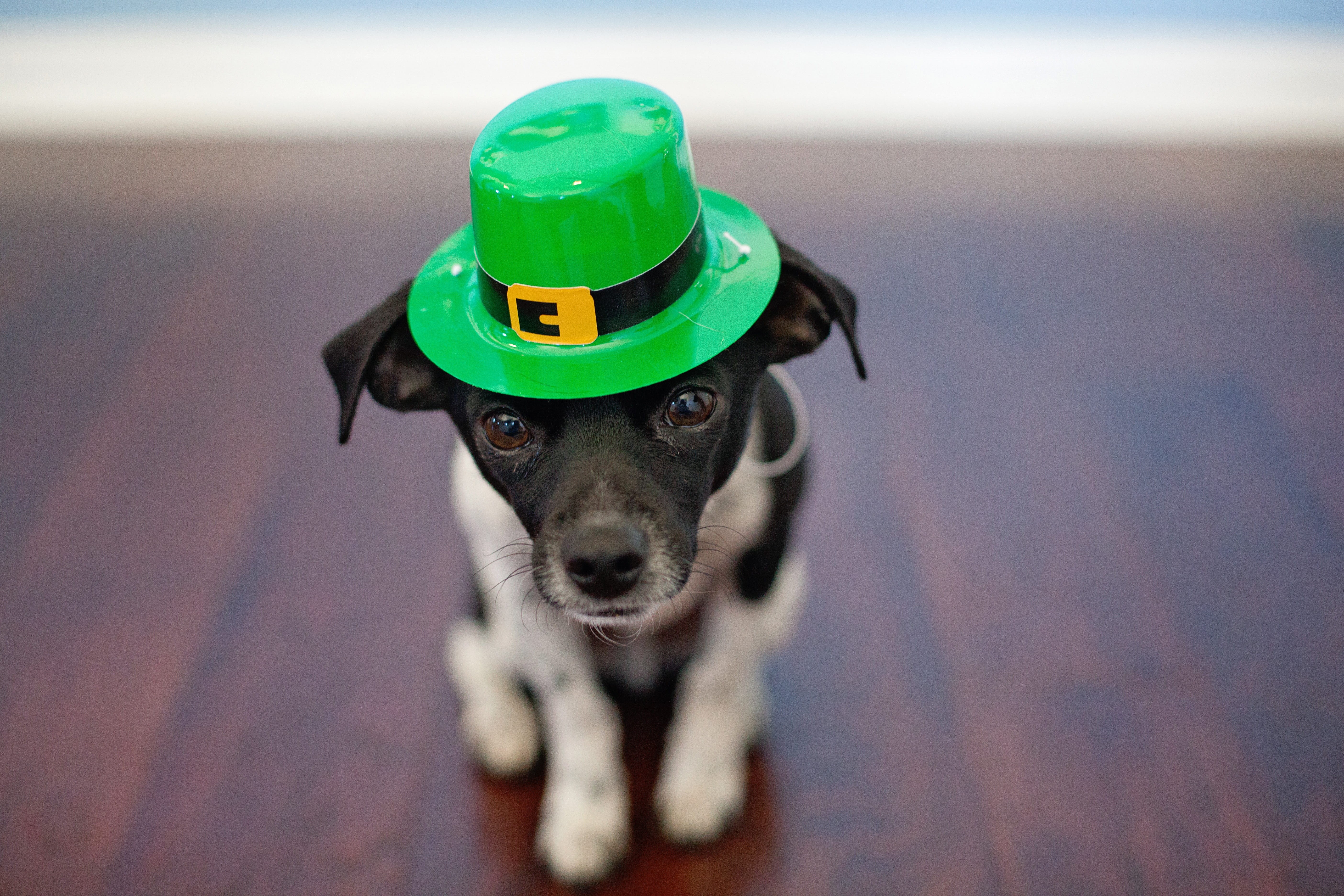 white, one animal, toy, vertebrate, mammal, focus on foreground, no people, helmet, black, Cute, photography, Dog, 5K, domestic, pet, headwear, Chihuahua, HD Wallpaper