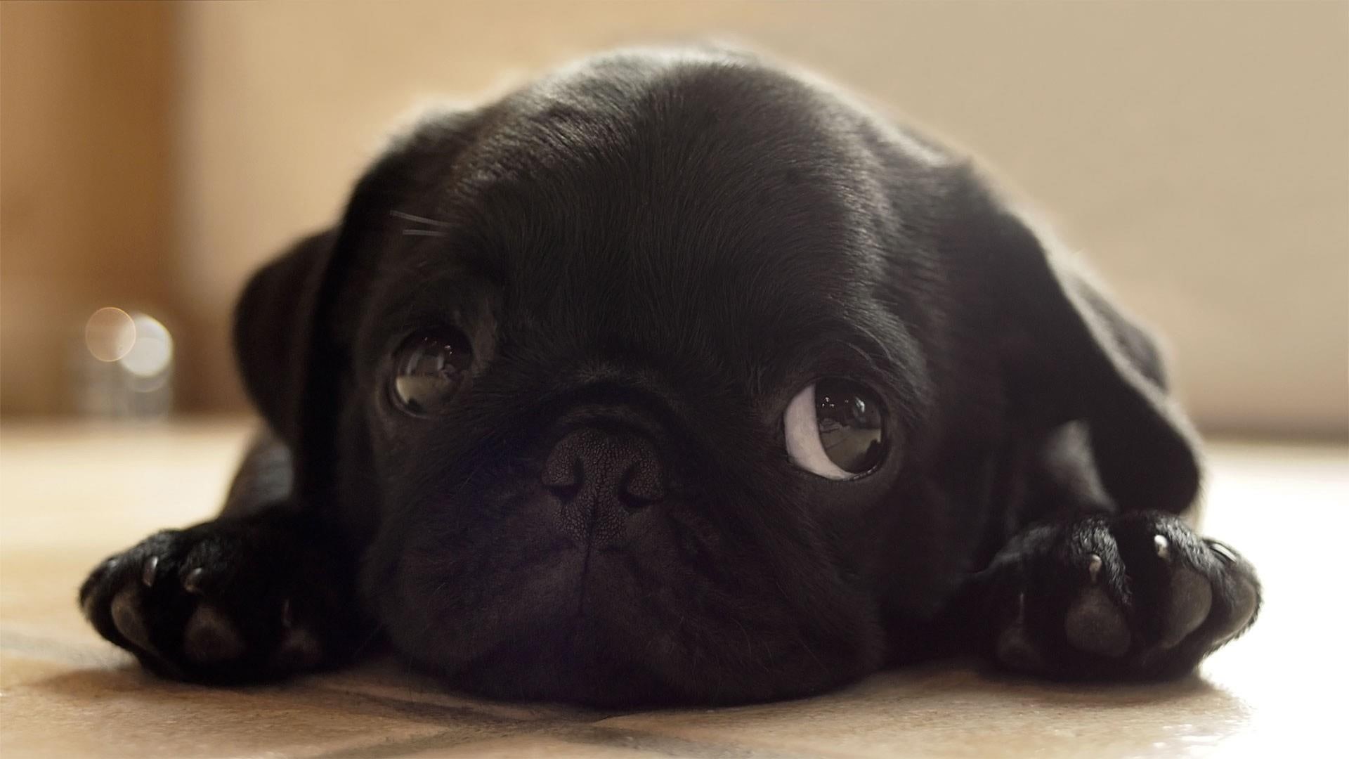 animals, pug, cute, puppie, black dogs, 1080P, paws, HD Wallpaper