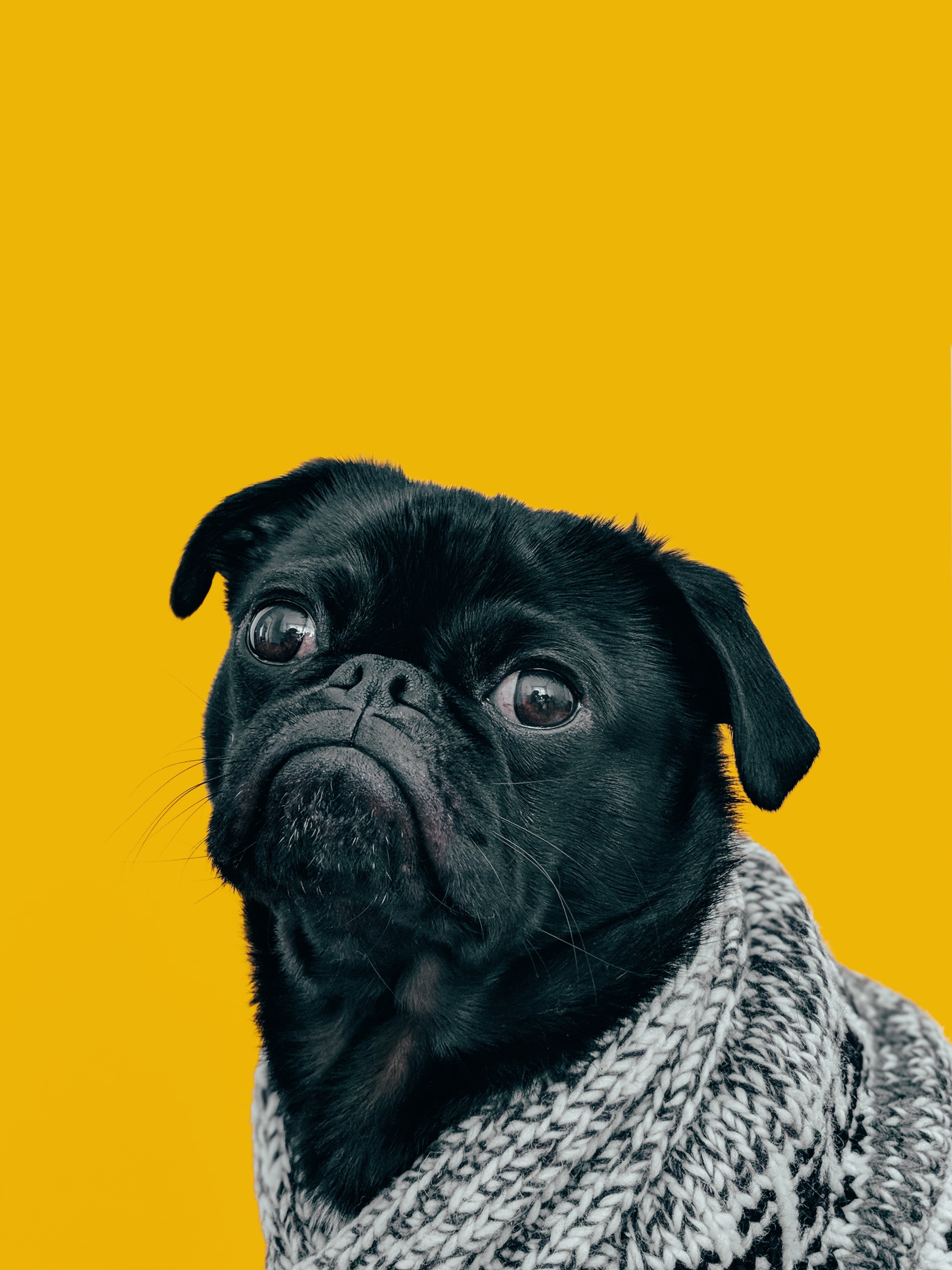 look, young Animal, dog, studio Shot, canine, looking, black, purebred Dog, one Animal, yellow background, no People, human Face, colored background, small, Phone HD Wallpaper