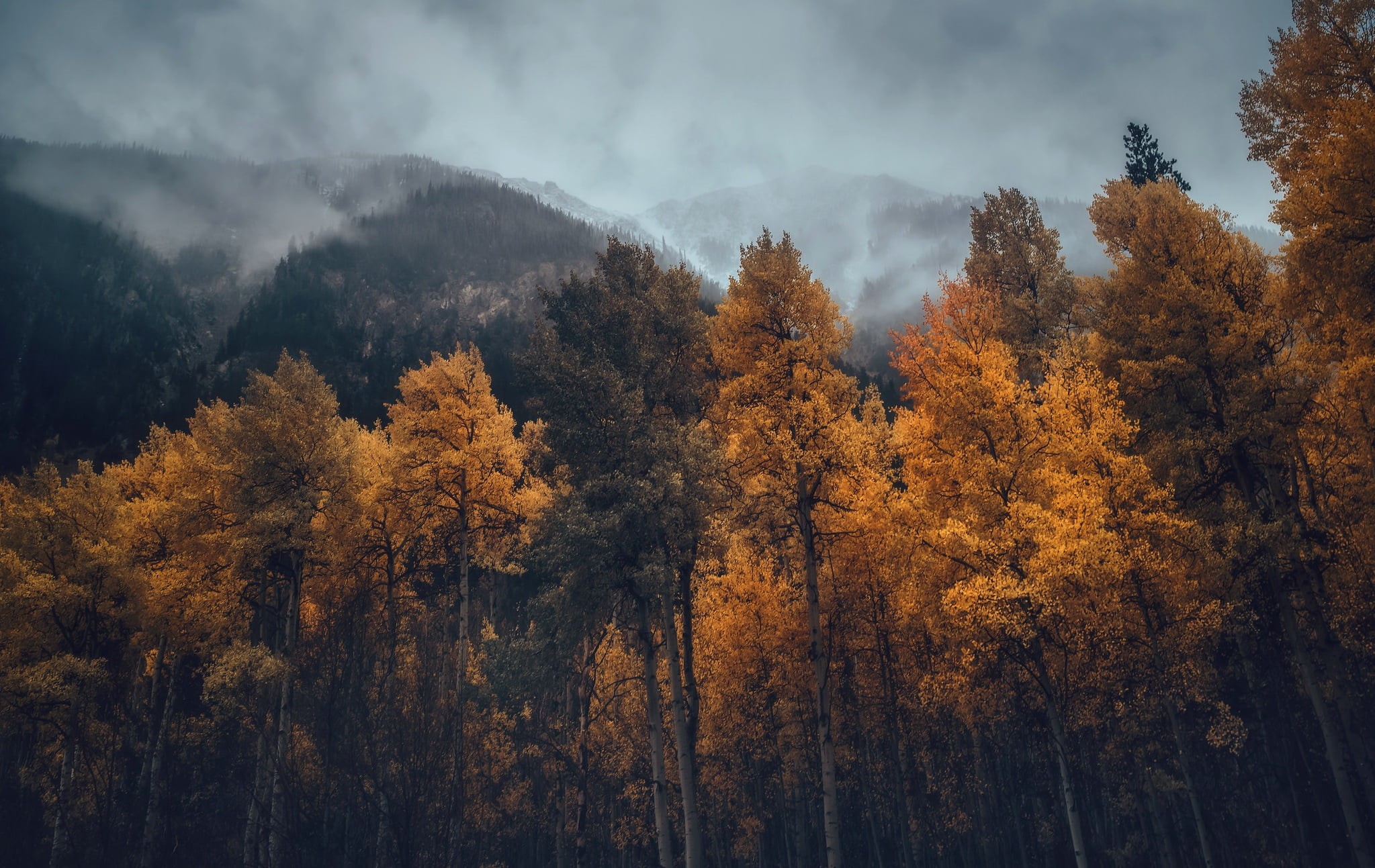 forest, fog, no People, 1080P, environment, autumn, non-Urban Scene, light - Natural Phenomenon, sunbeam, mountain Peak, trees, color Image, blue, mountains, HD Wallpaper