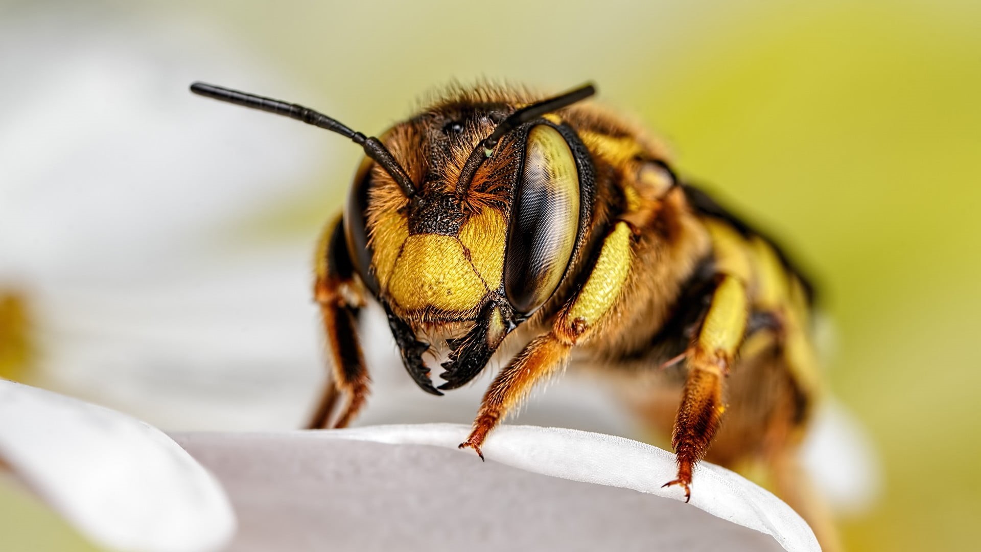 invertebrate, flowering plant, no people, flower, selective focus, yellow, one animal, animal, 1080P, insect, bee, flower head, beauty in nature, macro, HD Wallpaper