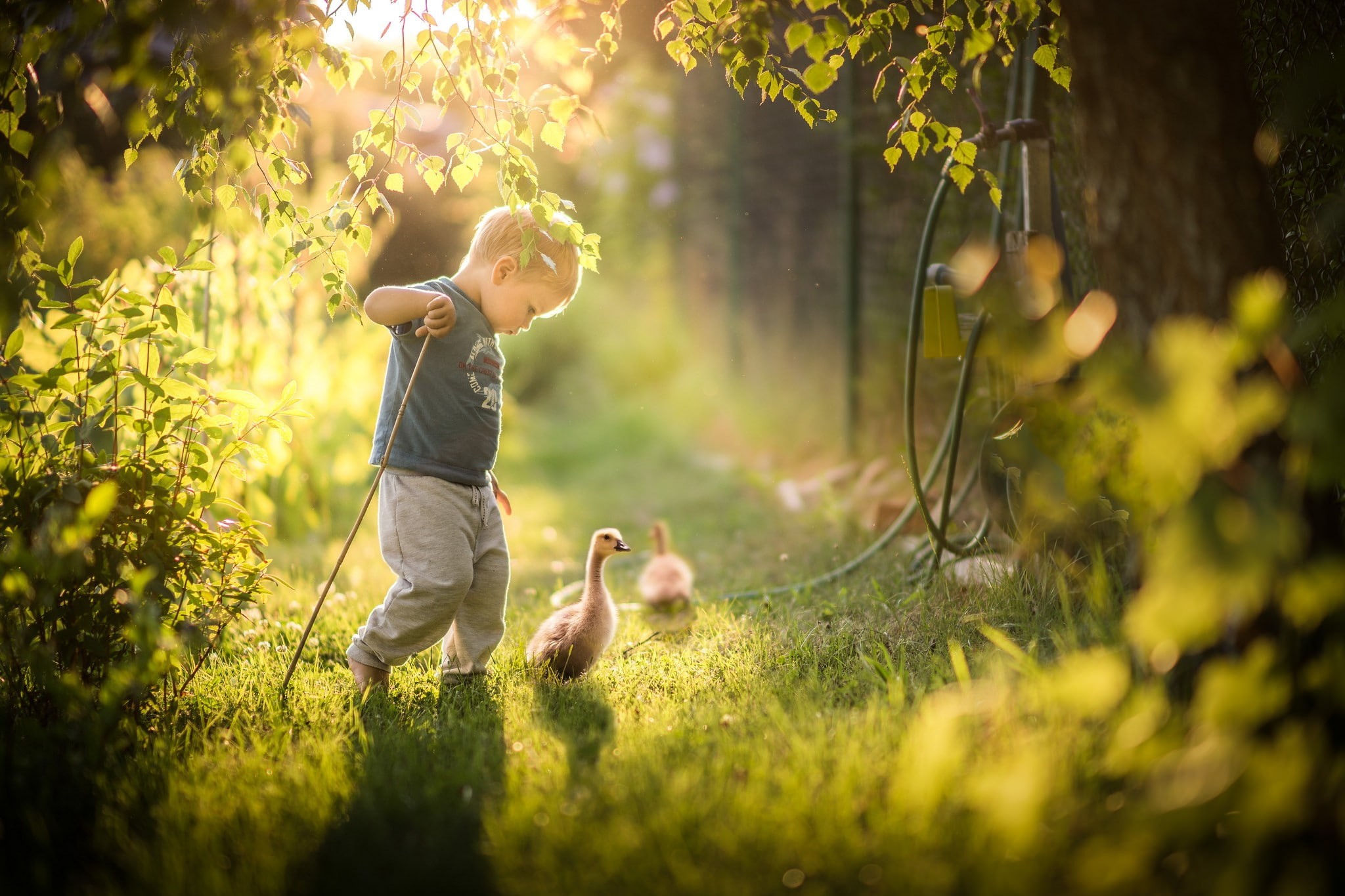 nature, children, 1080P, birds, little boy, goose, HD Wallpaper