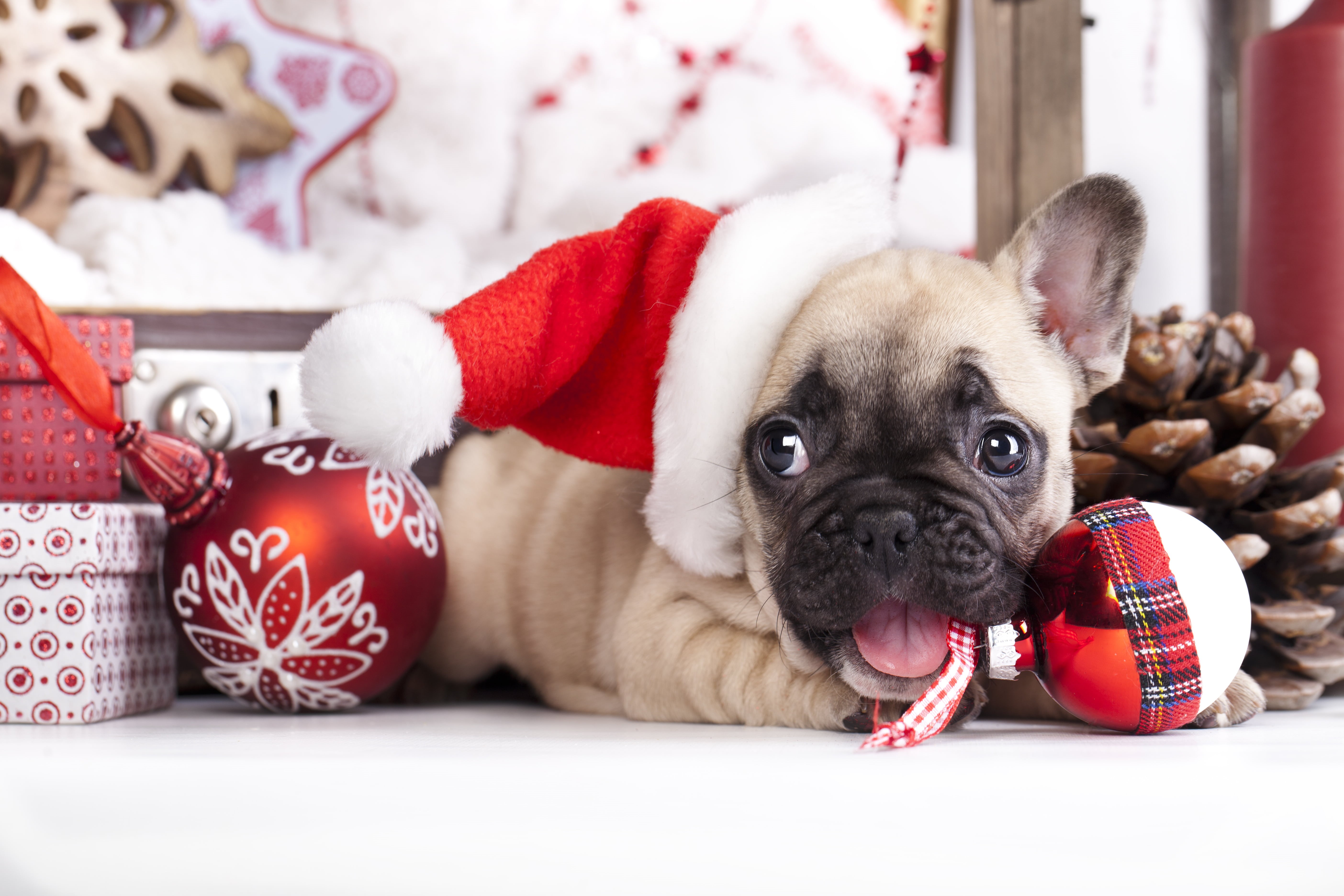 celebration, toys, cap, white, 5K, balls, december, new Years Eve, holiday, domestic, dog, fawn, pets, domestic Animals, young Animal, animal, purebred Dog, HD Wallpaper