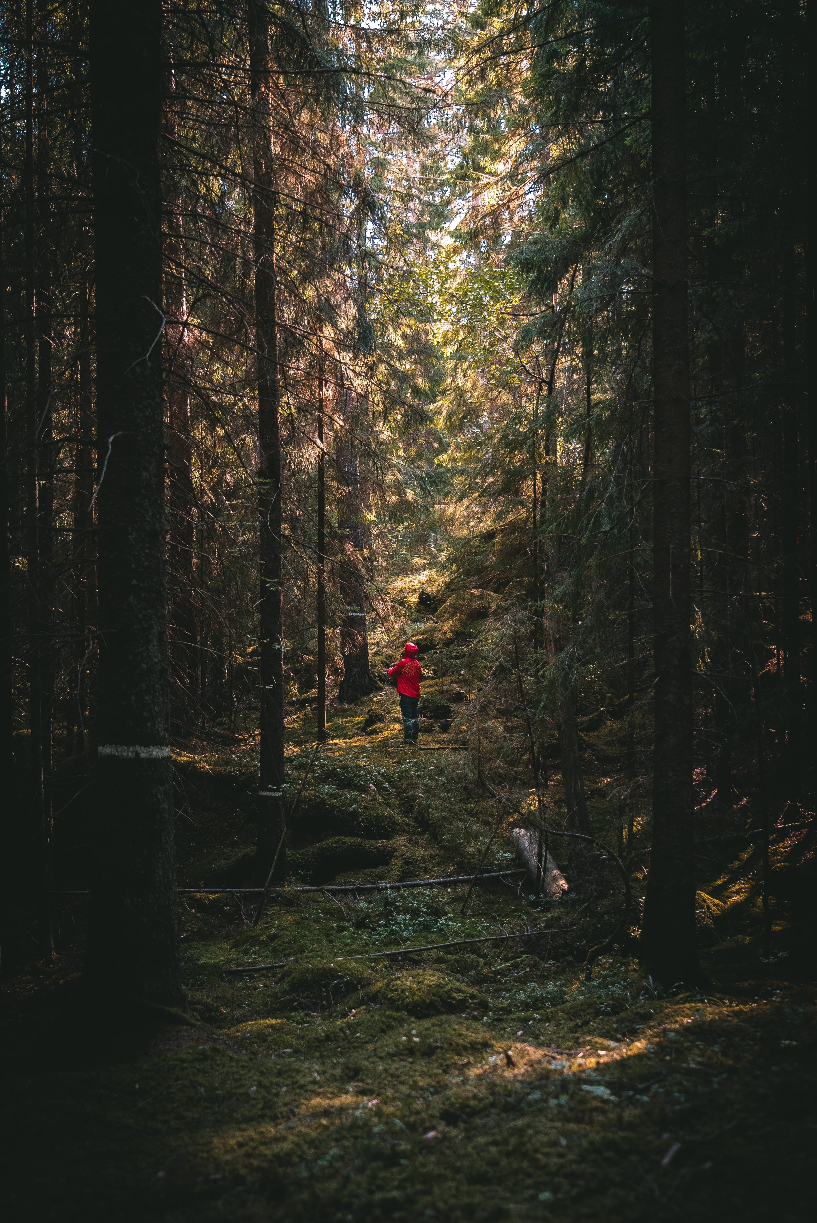 males, footpath, nature, pine, healthy Lifestyle, men, standing, motion, wanderlust, dark, adventure, people, explore, hiking, outdoor, one Person, adult, Phone HD Wallpaper