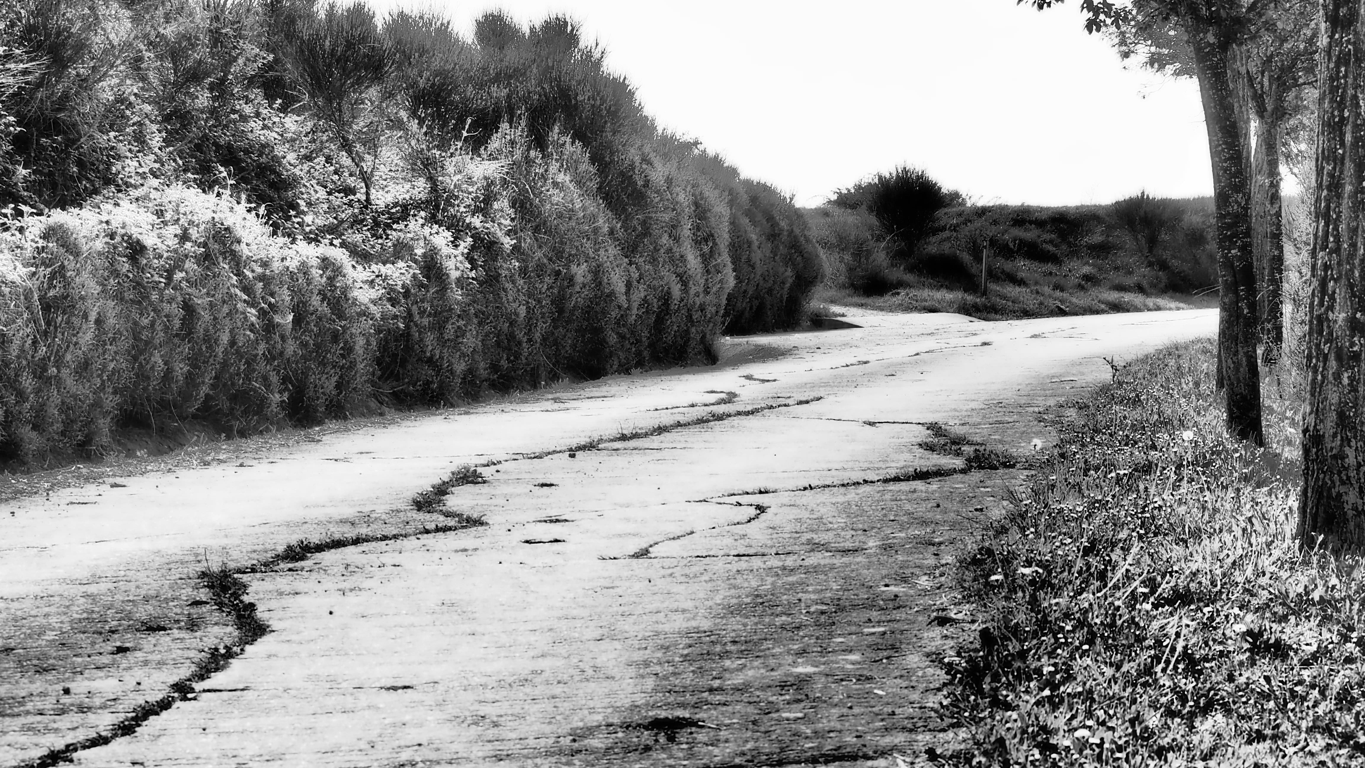 direction, diminishing perspective, road, scenics - nature, plant, transportation, day, landscape, land, old, the way forward, path, nostalgia, outdoors, HD Wallpaper