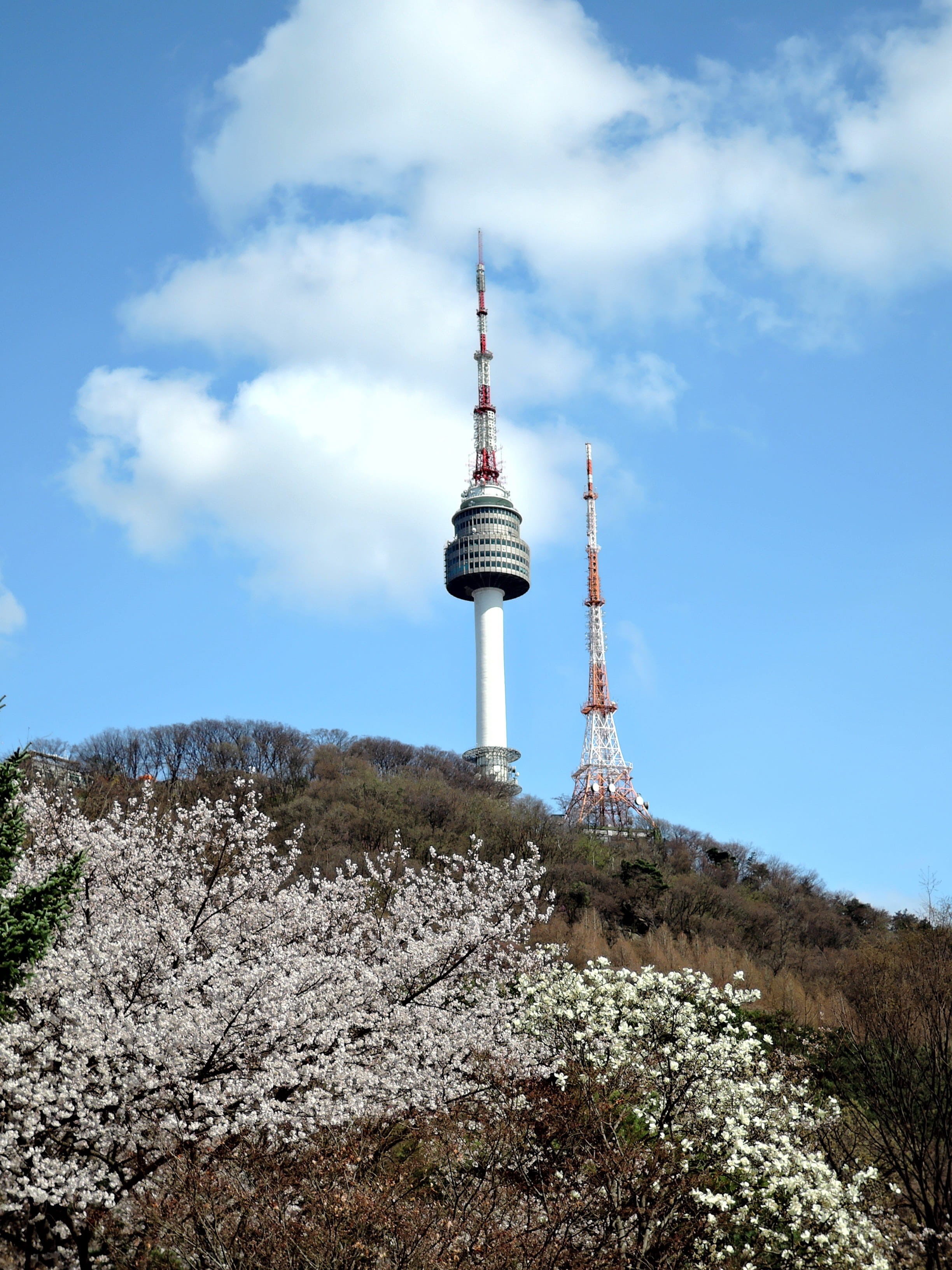 city, nature, heaven, tree, tower, outdoors, day, tall - high, namsan seoul tower, tourism, travel, spire, cloud - sky, built structure, spring, low angle view, Phone HD Wallpaper