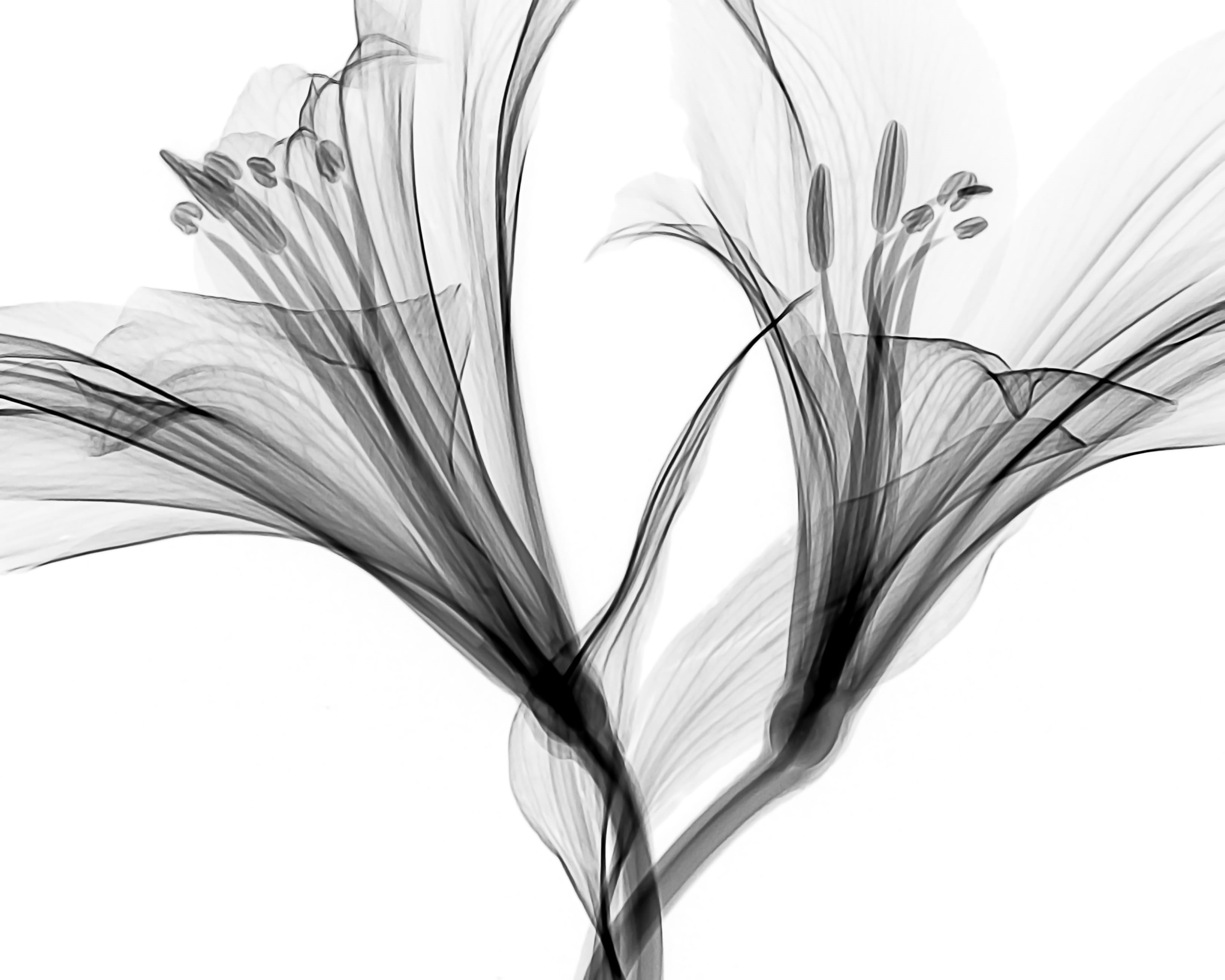floral design, 2K, stamen, petal, vulnerability, black and white, art, no people, flower, day, fragility, inverted, freshness, studio shot, experimental, HD Wallpaper
