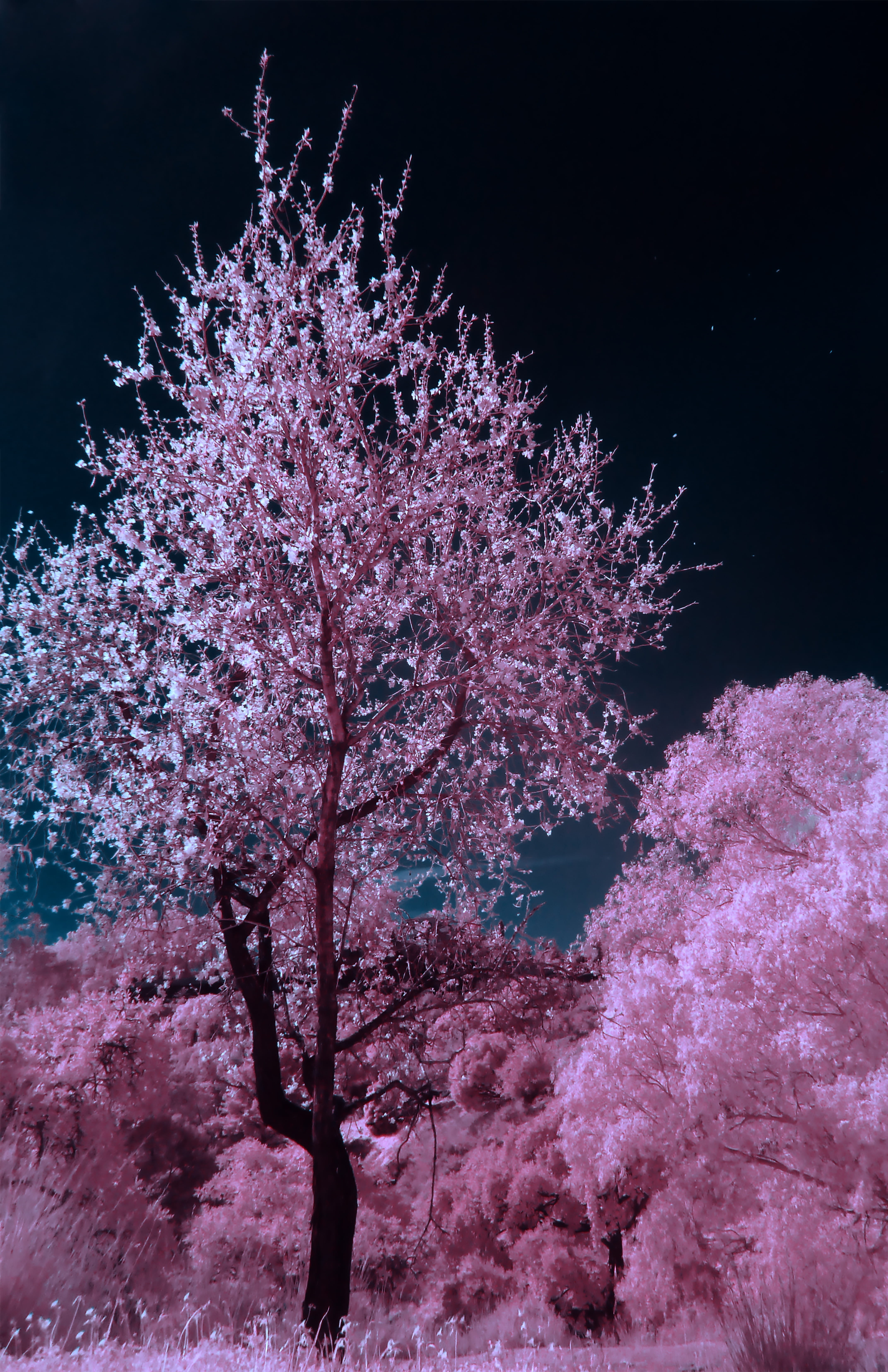springtime, land, cherry blossom, growth, freshness, blossom, brown, pink, fragility, pink tree, beauty in nature, 5K, background, tranquility, no people, Phone HD Wallpaper