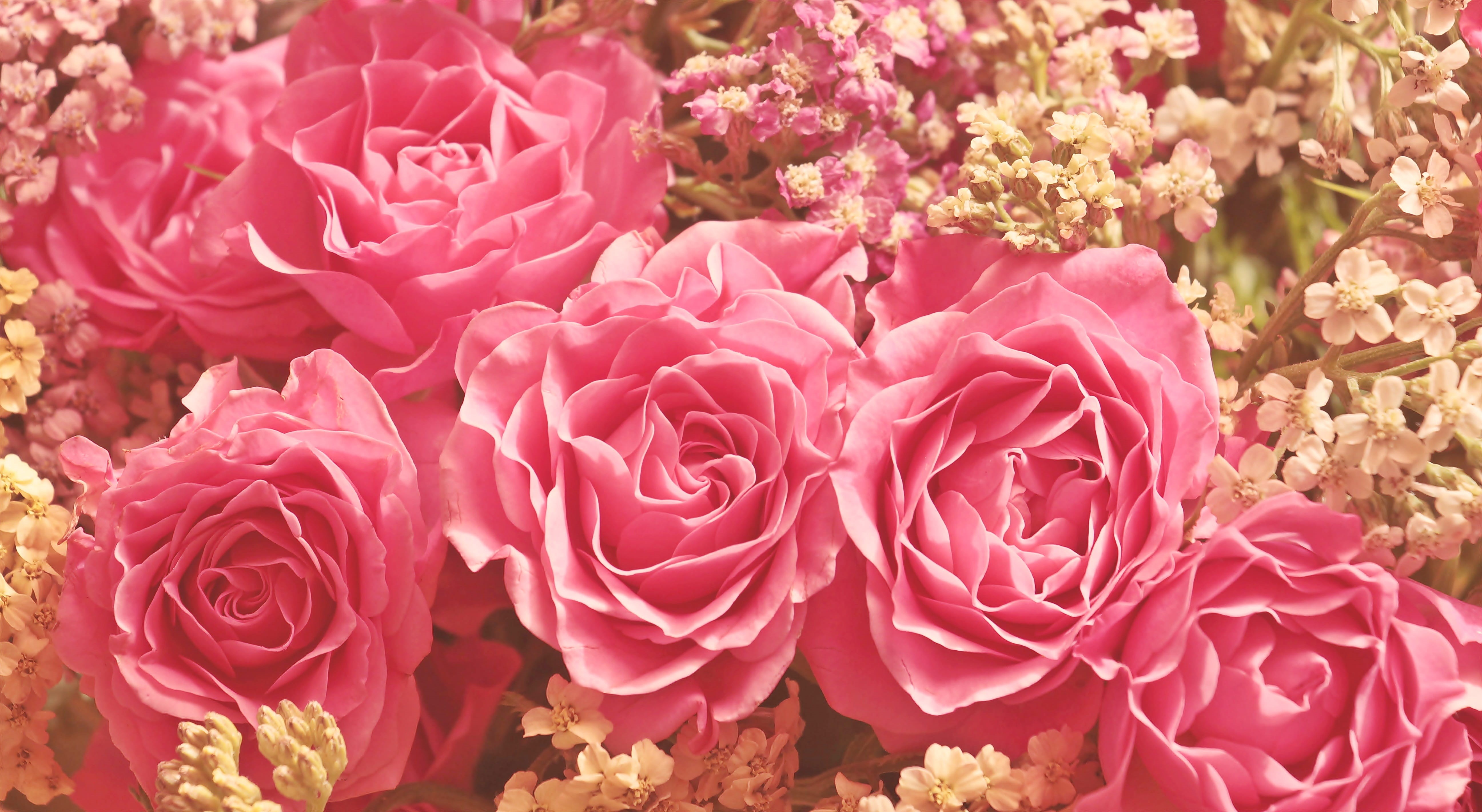 nature, plant, flora, 5K, full frame, flower head, rose, rose - flower, mothers day, tender, pink, romantic, inflorescence, love, fragility, backgrounds, HD Wallpaper