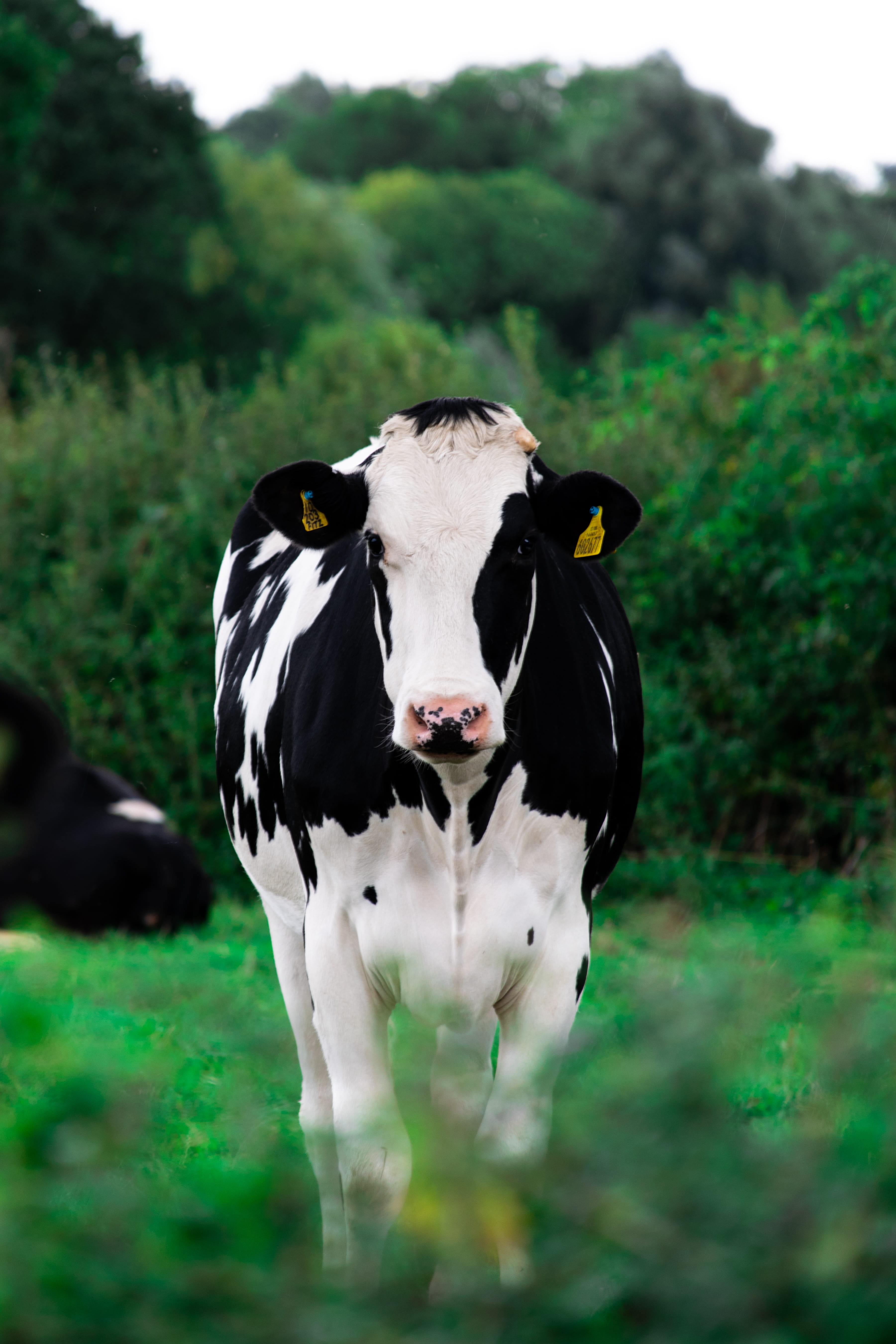 portrait, white, mushroom, daytime, nature, cow, standing, grass, cattle, fungus, colour, livestock, mammal, walking, land, field, dairy, pets, herbivorous, Phone HD Wallpaper