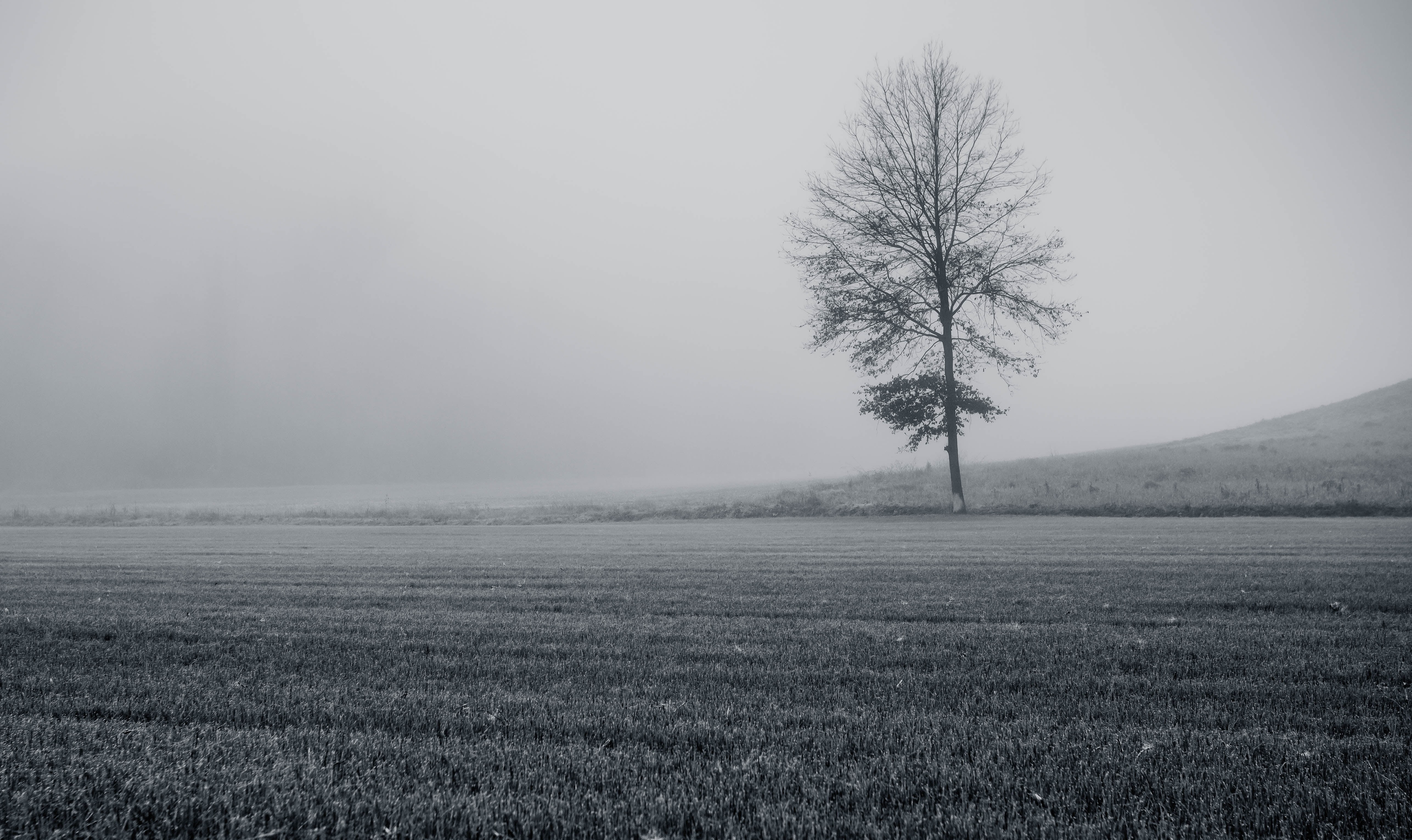 fog, rural Scene, EOS 5d Mark III, winter, landscape, BandW, tree, forest, outdoors, bare, Silver, 40mm, Outlier, grass, USM, surrounded, 5K, 4L, grayscale, HD Wallpaper