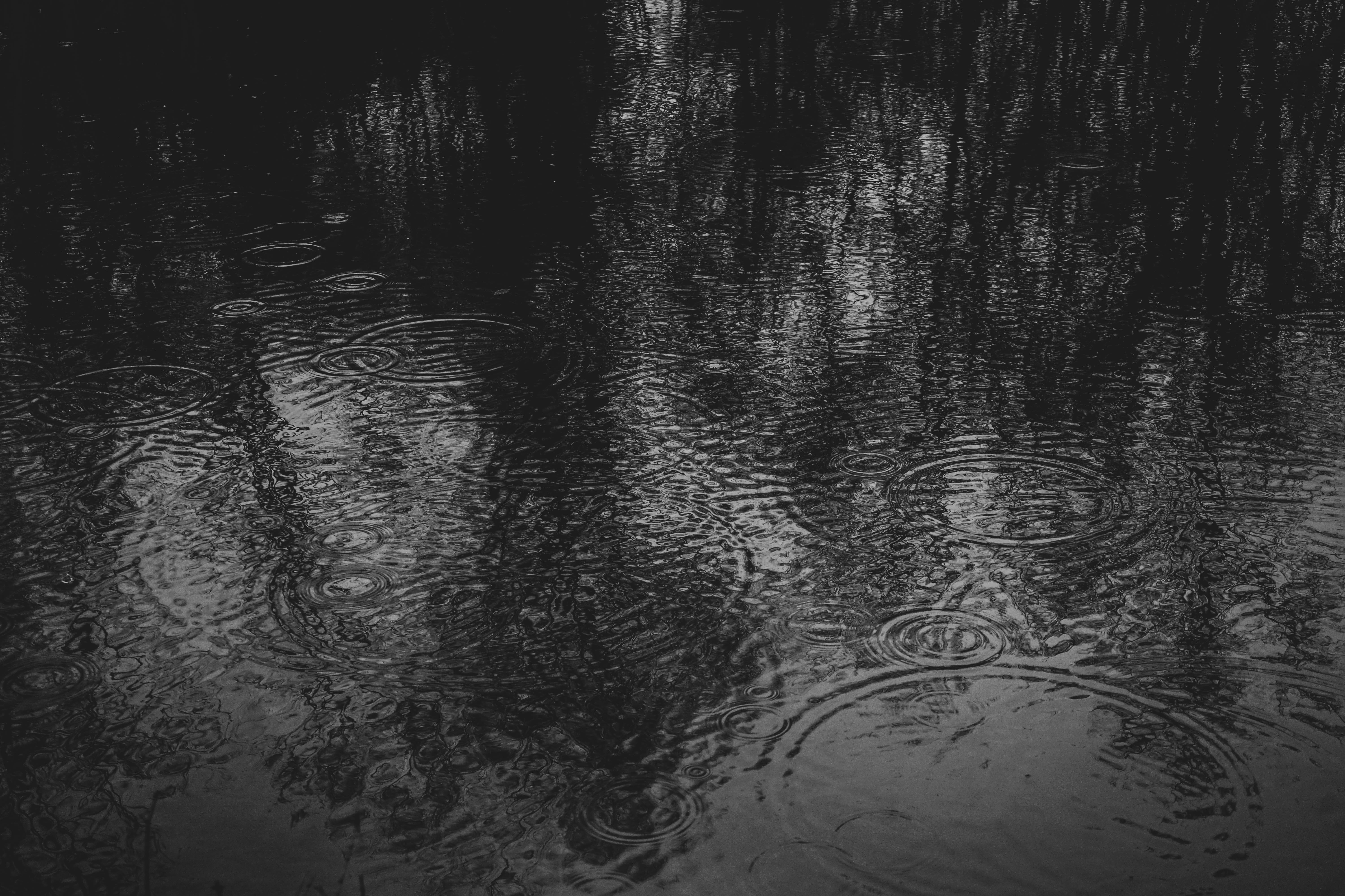 tree, no people, canal, drain, forest, waterfront, reflection, silhouette, bandw, rainy, drops, water, full frame, ripple, puddle, redwood, backgrounds, HD Wallpaper