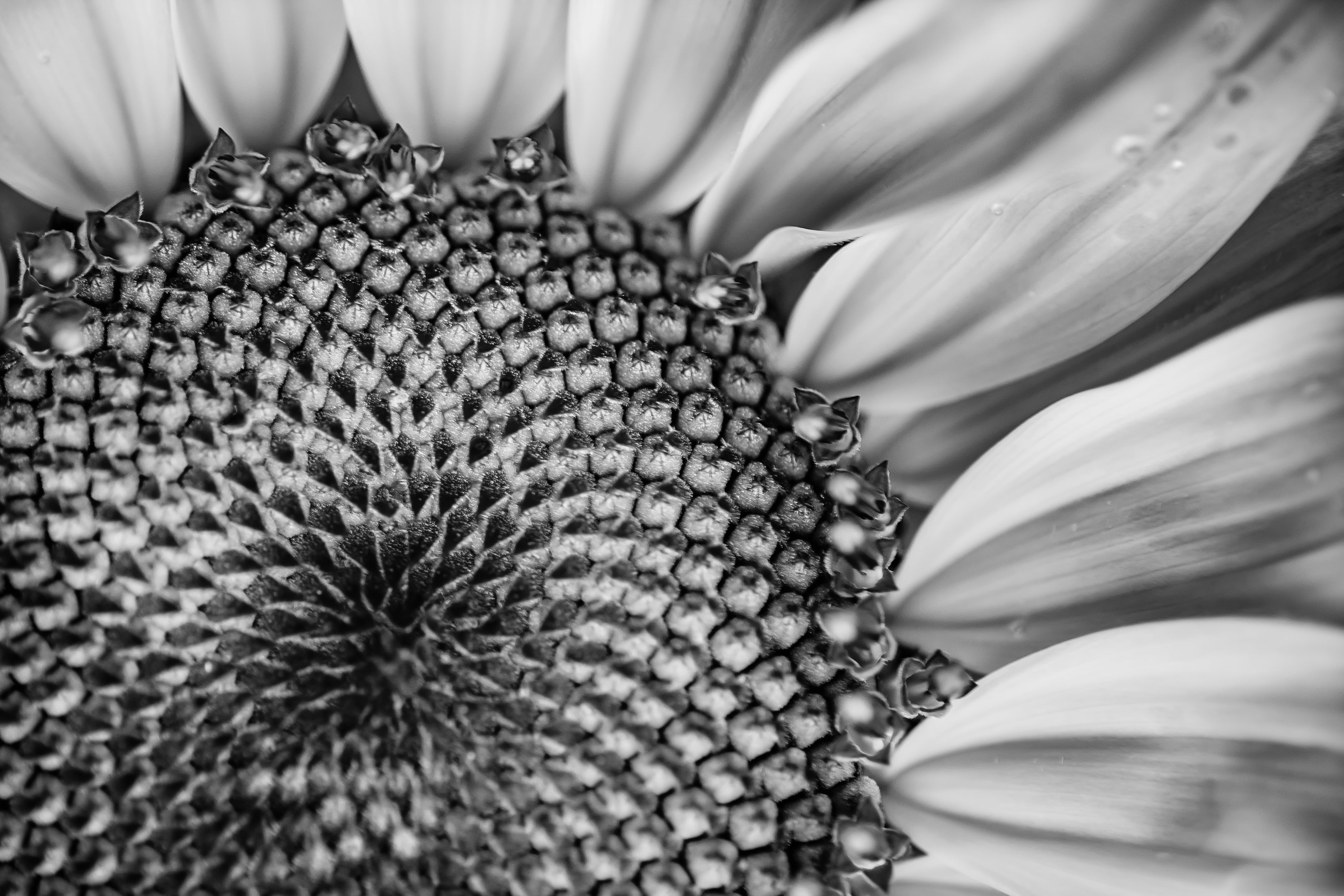 Mondays, greyscale, Macro, Black and White, 90mm, Flower, Tamron, 4K, Sunflower, BandW, ILCE-7M2, photo, close-up, nature, F2.8, HMM, plant, HD Wallpaper