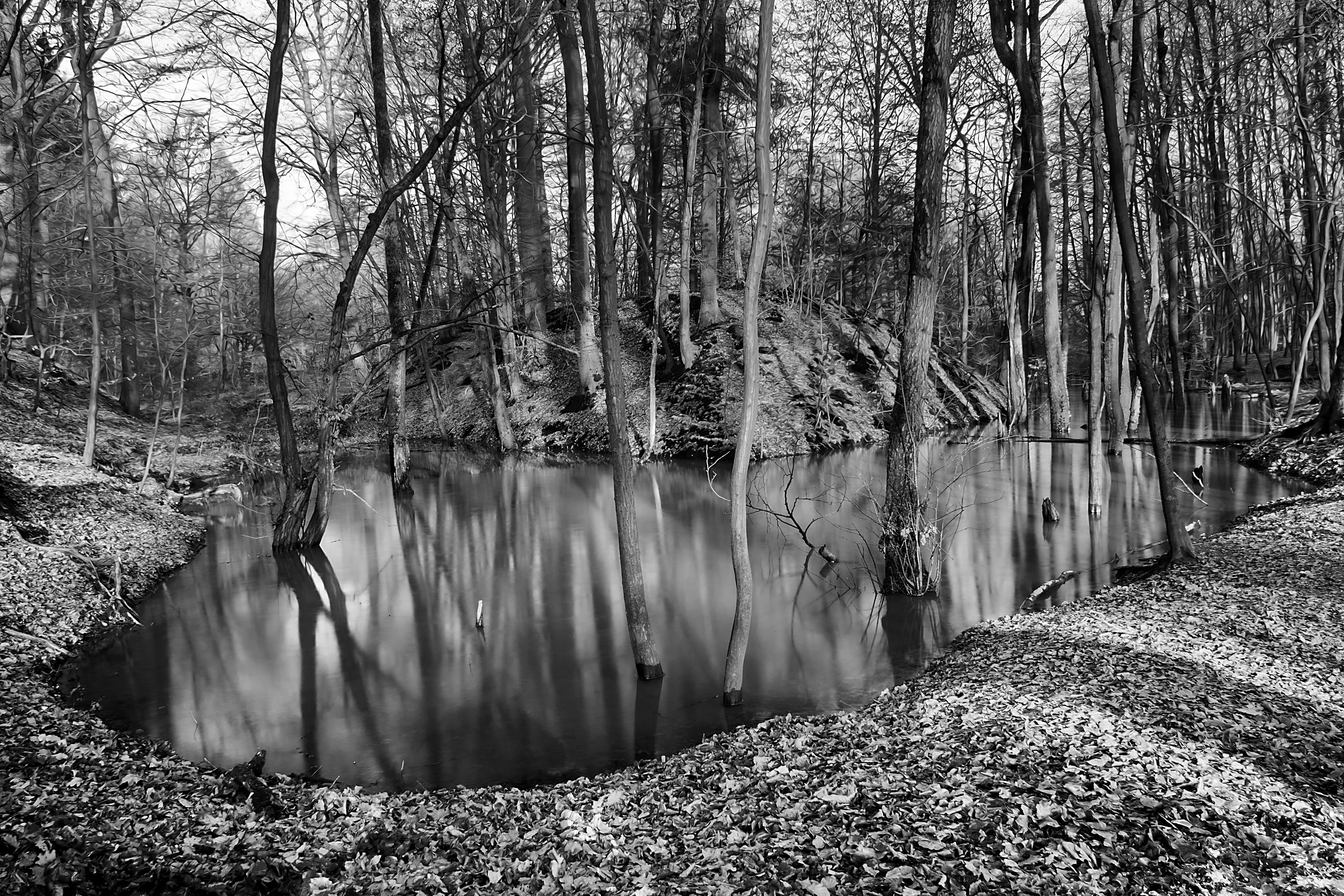 nature, forest  lake, sunny, shadow, photography, landscape, outdoors, scenics, black and white, Shadows, köln, germany, white  water, contrast, forest, HD Wallpaper