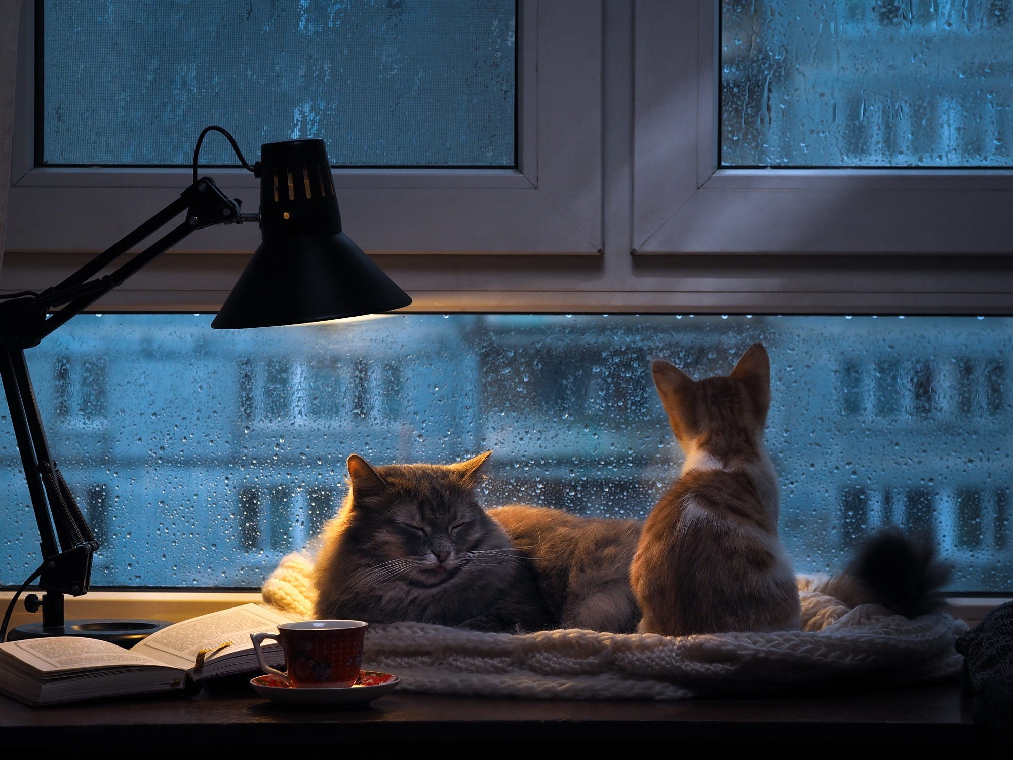 together, a couple, window, heat, outside the window, two cats, scarf, sleeping, stay, red, the city, kitty, well, twilight, pair, house, lamp, sleep, tea for two, HD Wallpaper