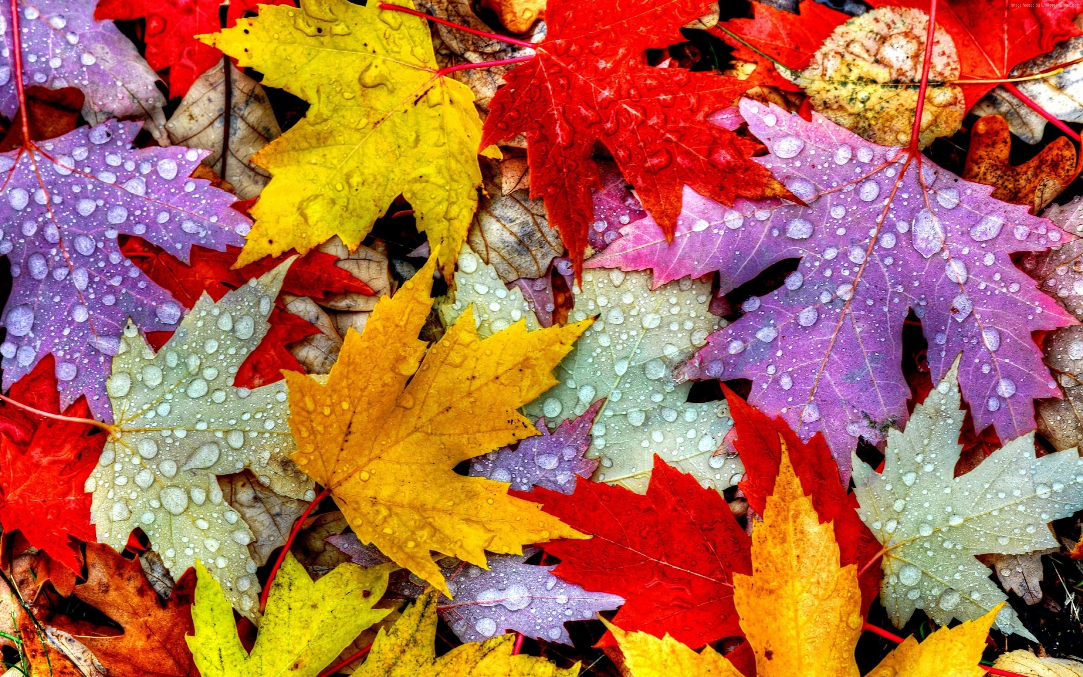Leaves, drops, 4k, rain, autumn, 5k, 2K, HD Wallpaper