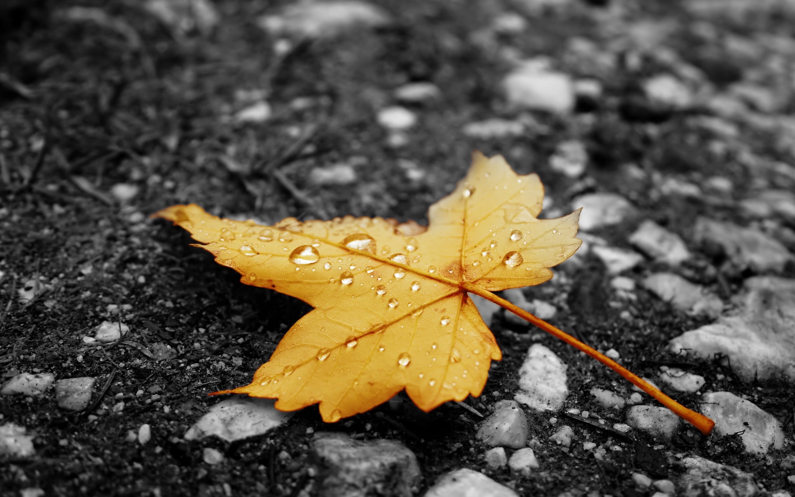 close-up, color Image, day, tree, red, drops, colors, brown, maple, yellow, falling, snow, land, nature, maple Tree, season, asphalt, macro, plant, orange Color, HD Wallpaper