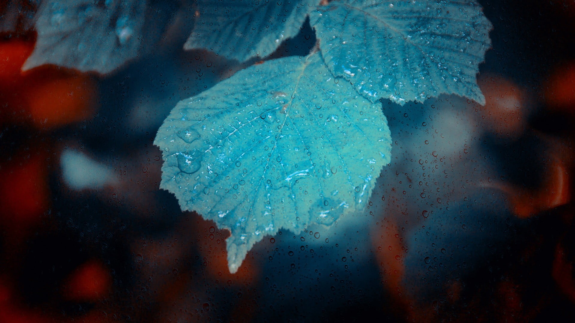 leaf, season, macro, rain, 1080P, green, ice, snow, frozen, plant, light - Natural Phenomenon, close-up, water drops, winter, leaves, flowers, multi Colored, HD Wallpaper