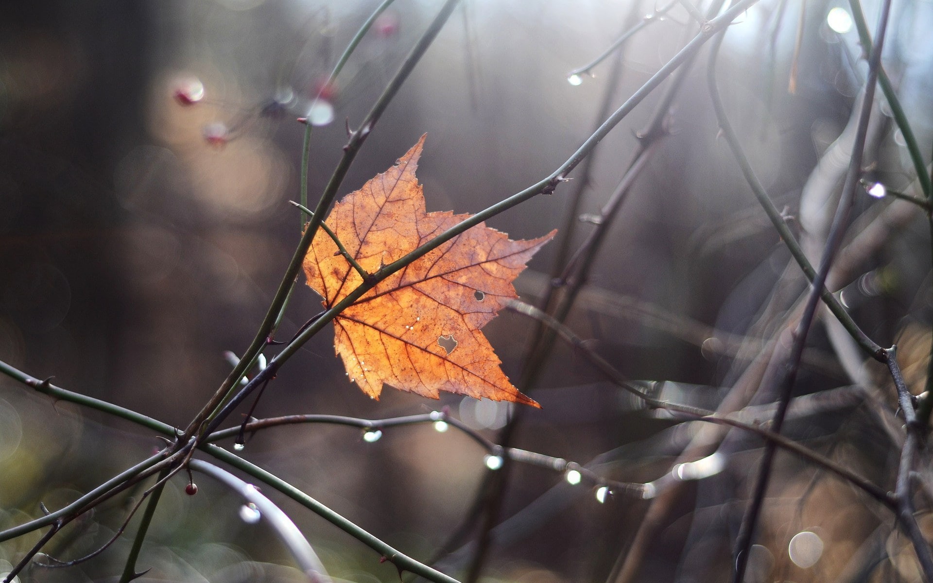 leaf, nature, autumn, 1080P, drops, hd, water, HD Wallpaper