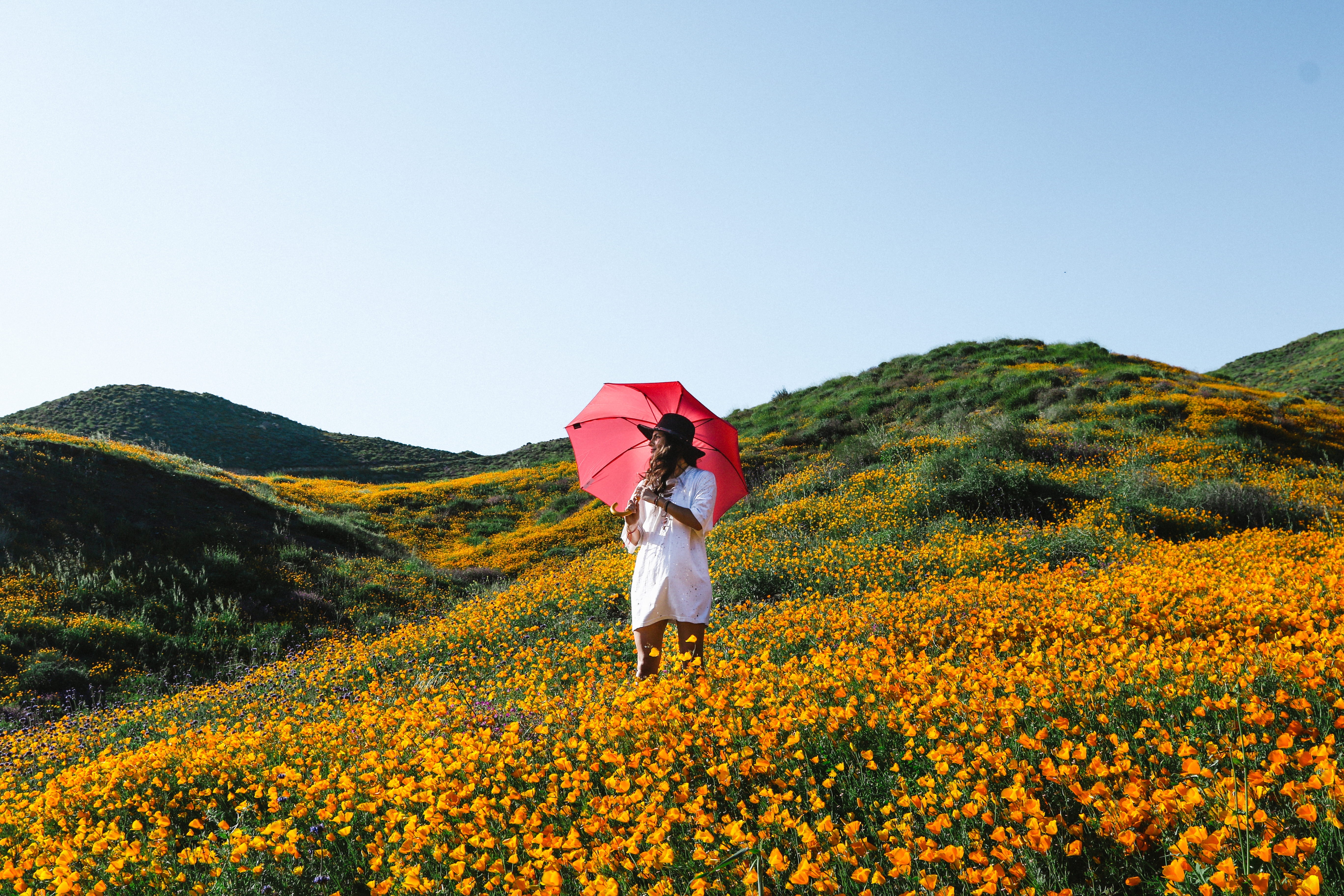 nature, flower, lady, daylight, sky, holding, windflower, blue sky, umbrella, colorful, hill, clear sky, springtime, land, one person, yellow, plant, holiday, HD Wallpaper