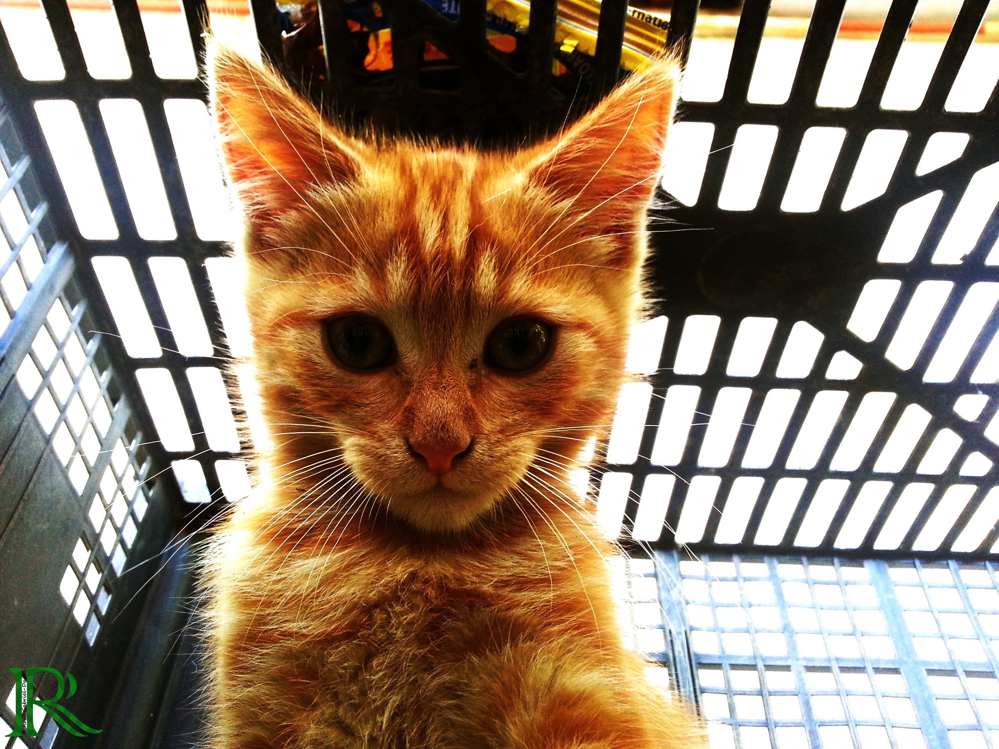 cat, close-up, ginger cat, animal themes, home interior, tabby, no people, feline, indoors, animals, 2K, looking at camera, window, domestic animals, domestic cat, HD Wallpaper