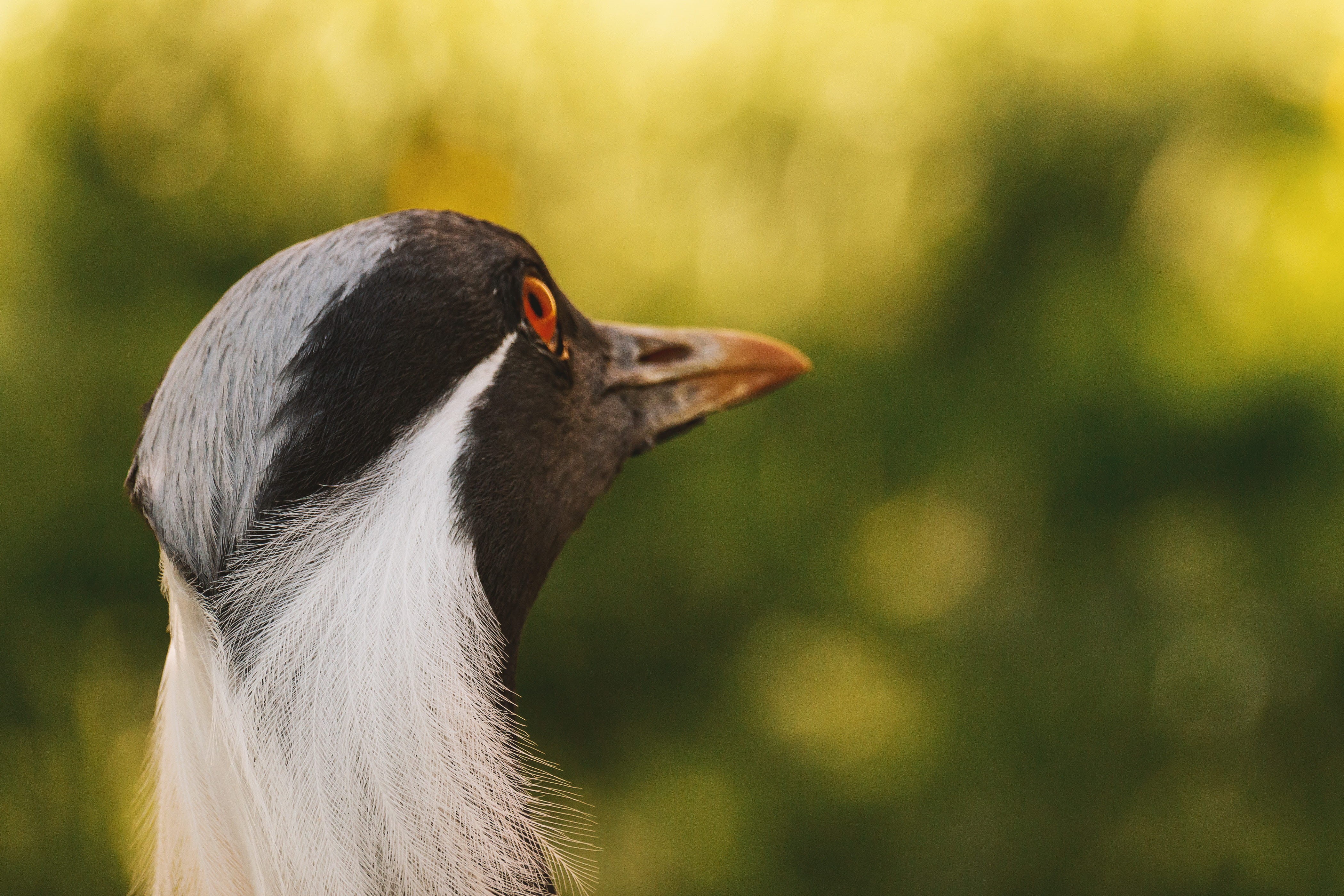 animal eye, seen, focus on foreground, close-up, head, day, beak, nature, profile view, animals in the wild, one animal, vertebrate, looking away, animal neck, HD Wallpaper