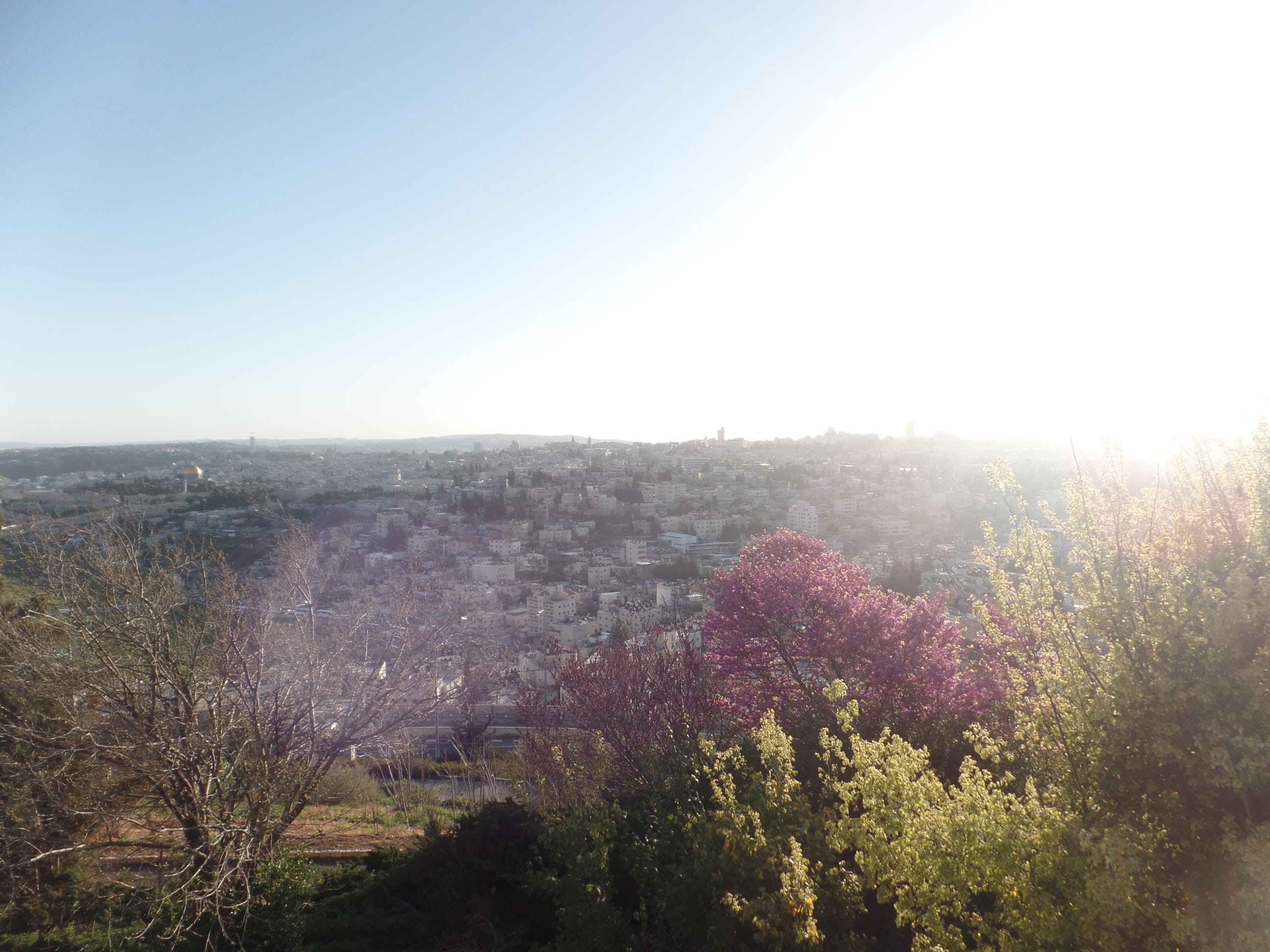 nature, behind, sky, scenics - nature, flower, 2K, trees, tree, land, bright, growth, tranquility, israel, plant, city, outdoors, temple, environment, HD Wallpaper