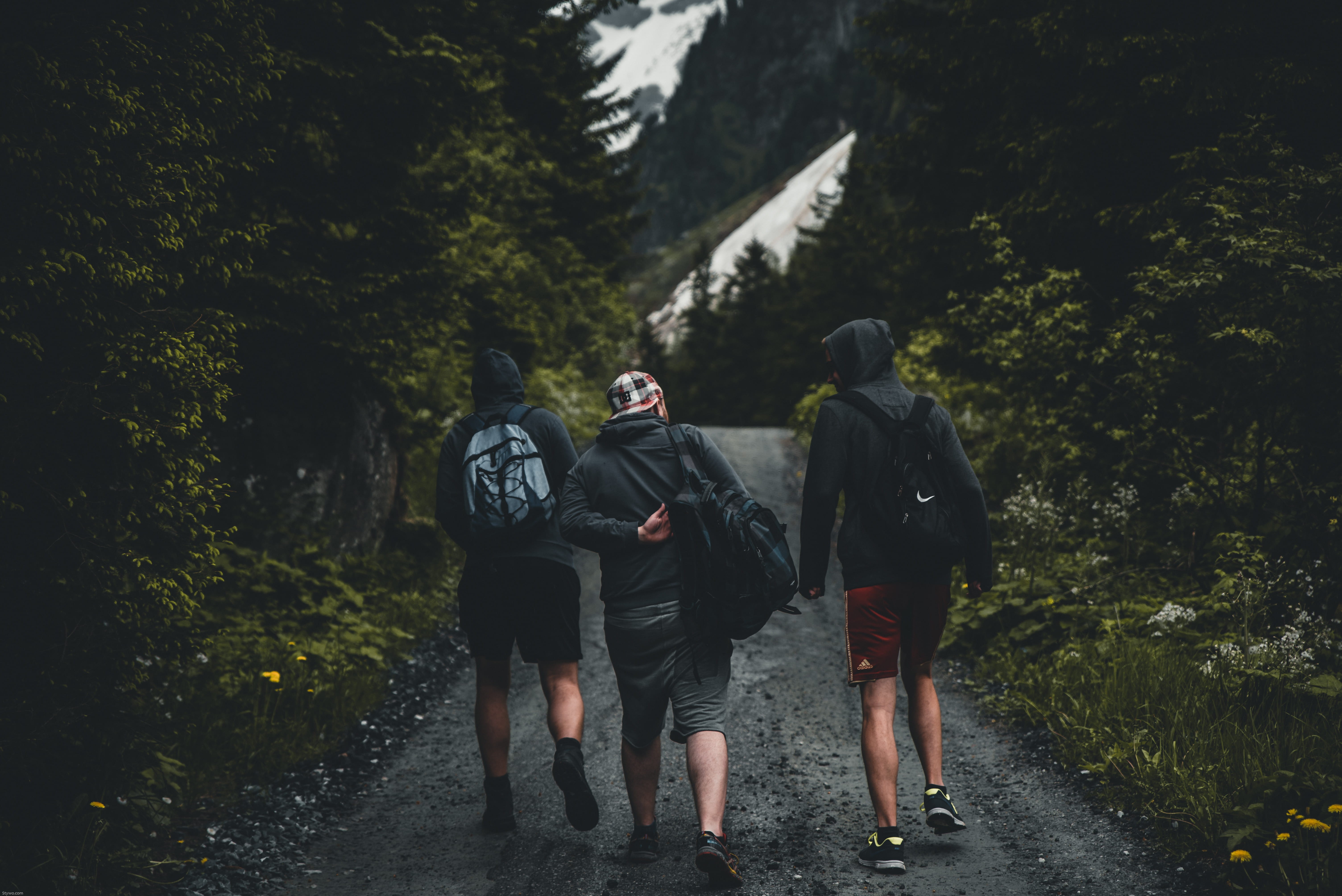 lifestyles, green, middle, hike, people, road, looking away, path, woodland, walking away, tree, trees, land, group, outdoors, day, rear view, real people, HD Wallpaper