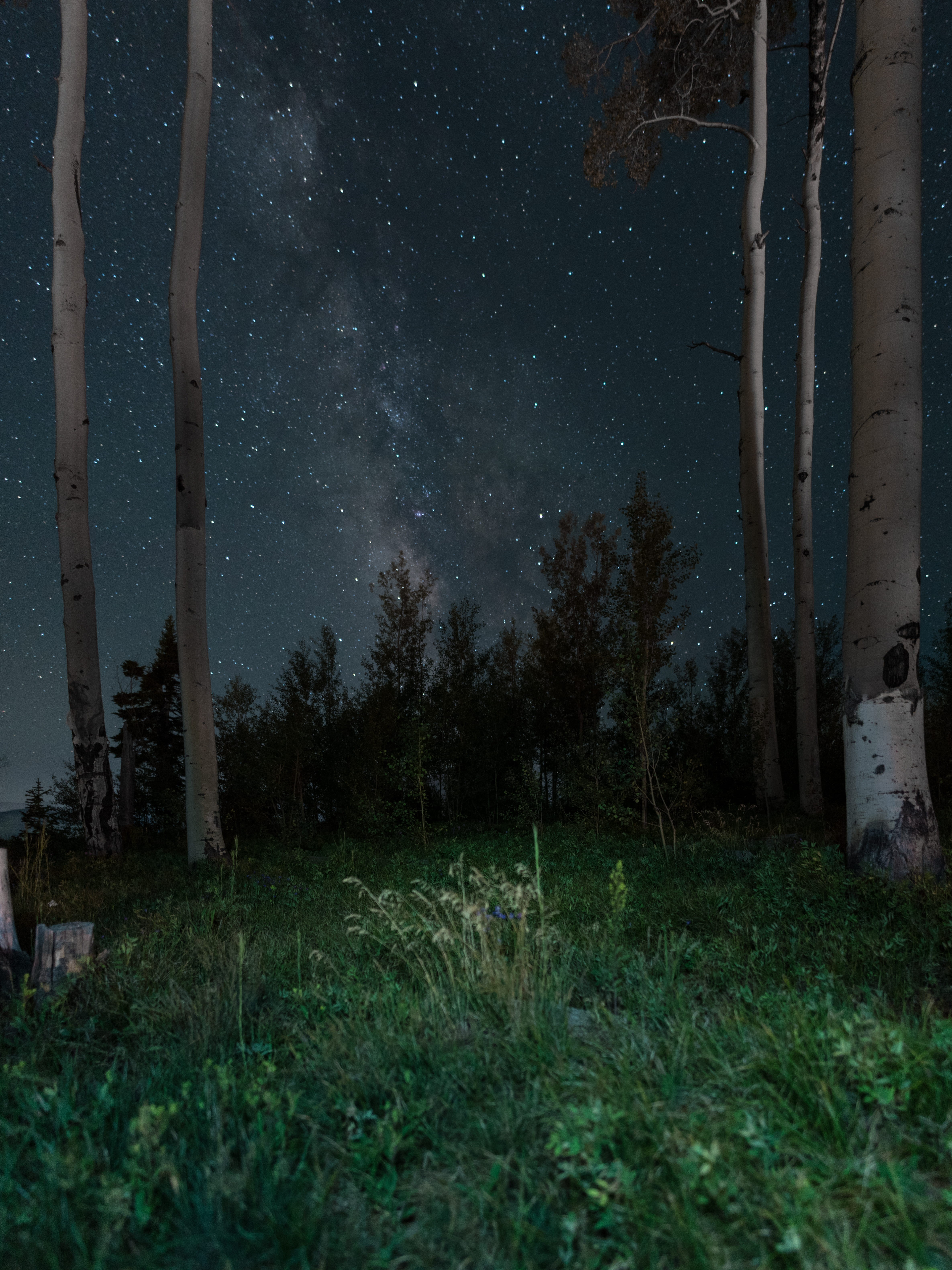 smoke, starry, no people, grasses, time, plant, beauty in nature, 5K, sky, gray, light, outdoors, milkyway, tranquility, tranquil scene, forest, dark, Phone HD Wallpaper