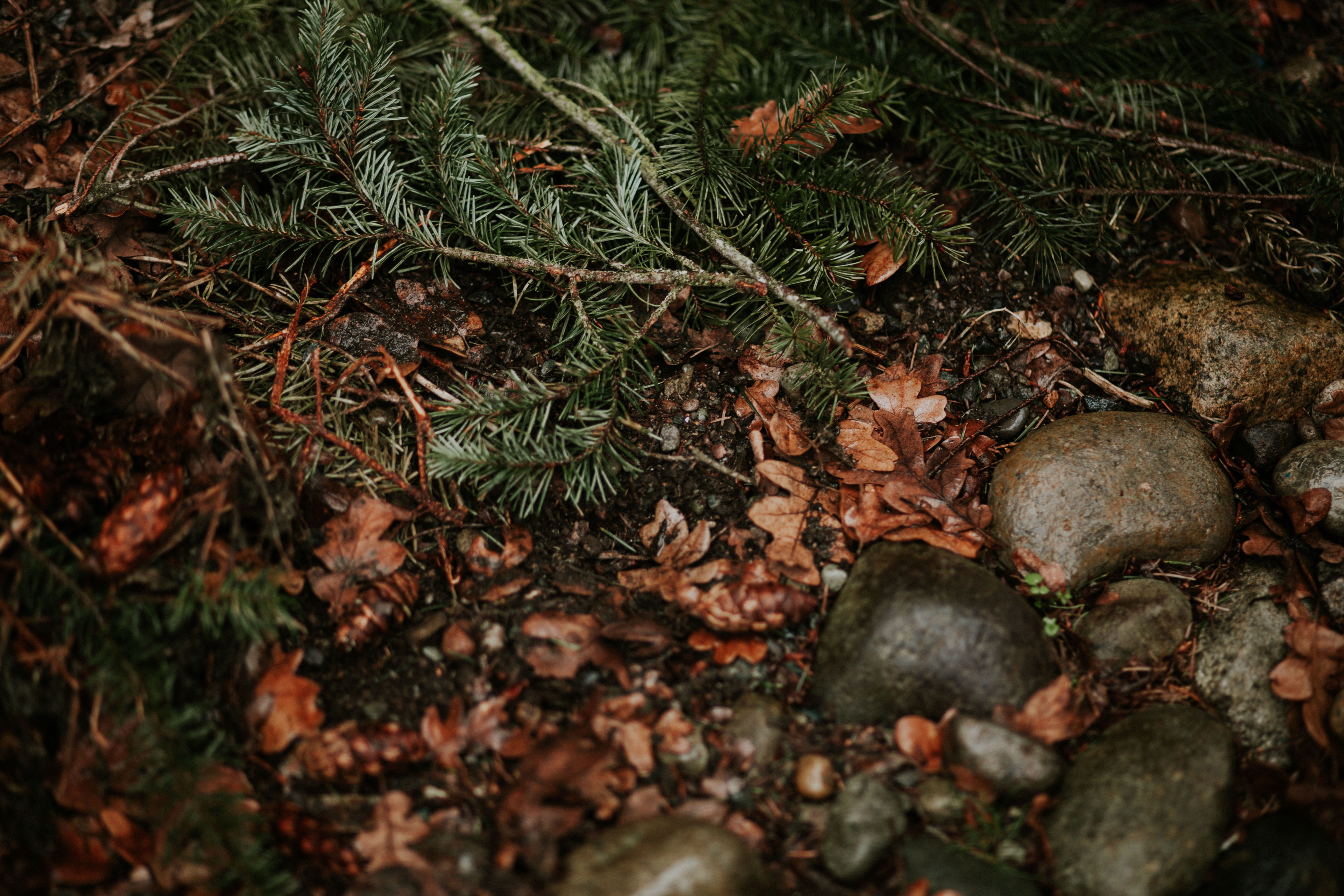 tree, tranquility, outdoors, ground, beauty in nature, day, leaf, texture, rocks, no people, plant, food and drink, food, floor, growth, forest, green color, HD Wallpaper