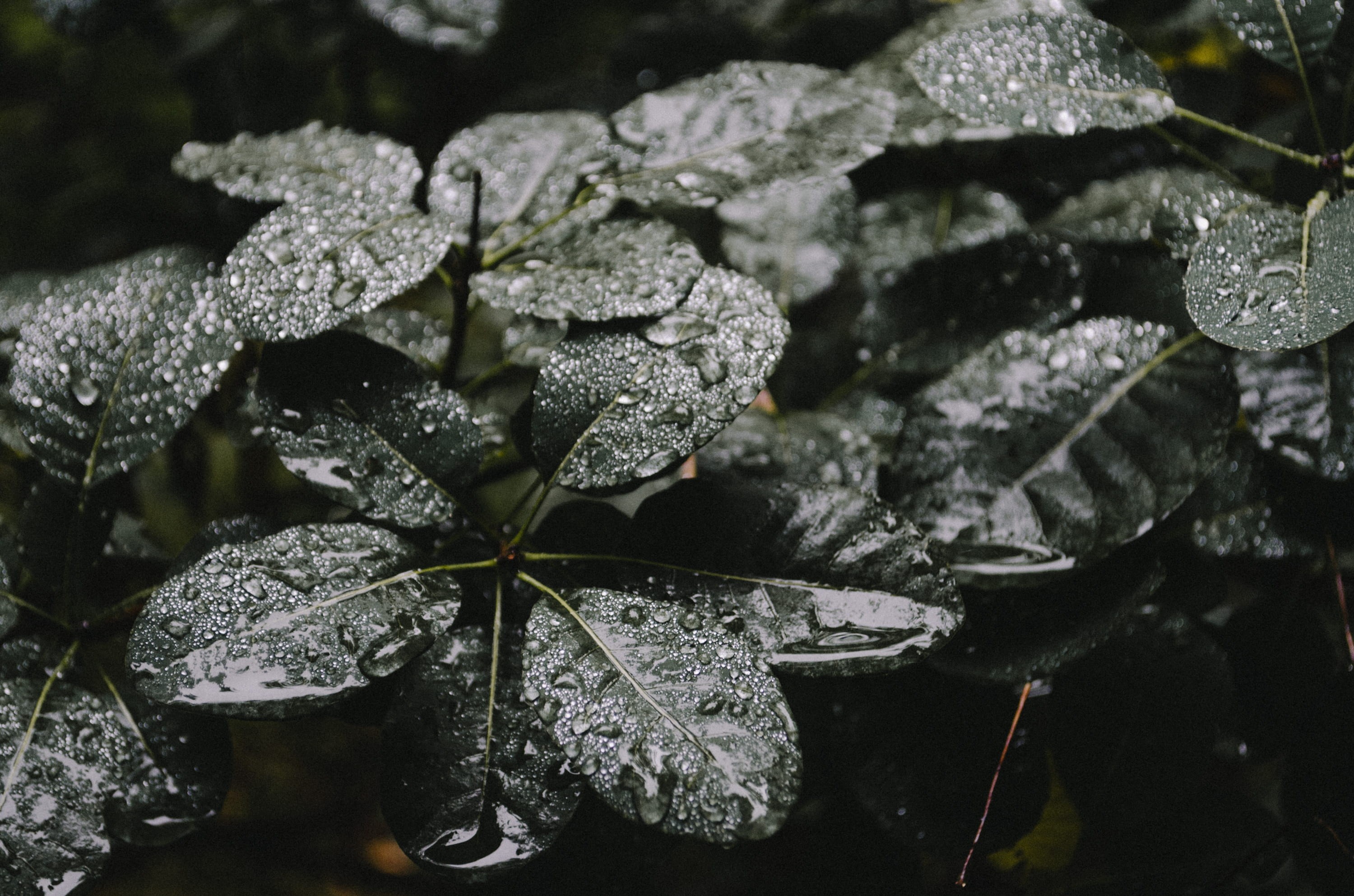 day, ice, cold temperature, close, 2K, wet, beauty in nature, ground, rain, growth, flat, leaves, forest, nature, frozen, raindrop, no people, drop, focus on foreground, HD Wallpaper