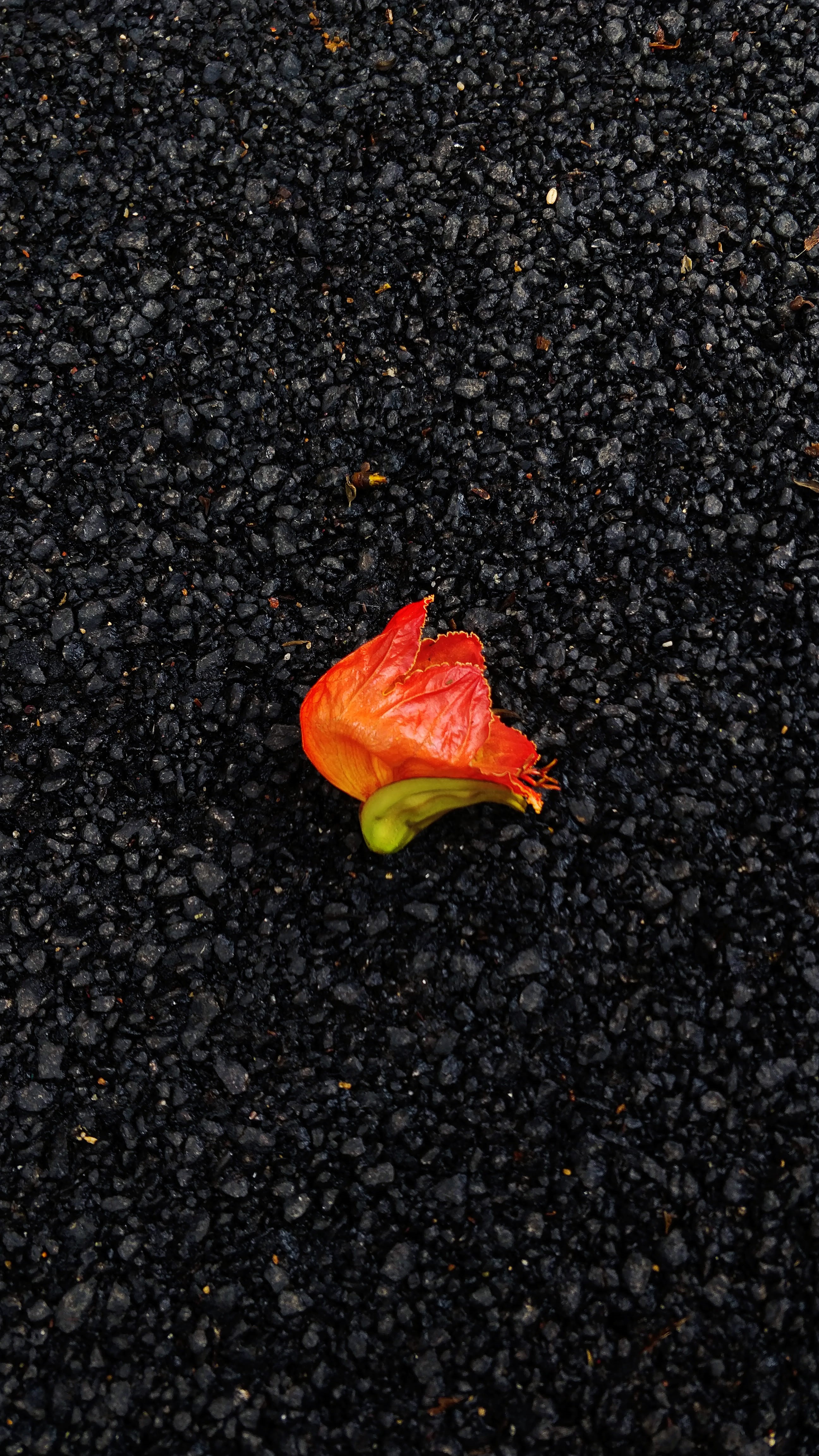 1st main rd, india, single object, close-up, flowering plant, red, orange color, oneplus5, fragility, no people, shotononeplus, high angle view, beauty in nature, Phone HD Wallpaper