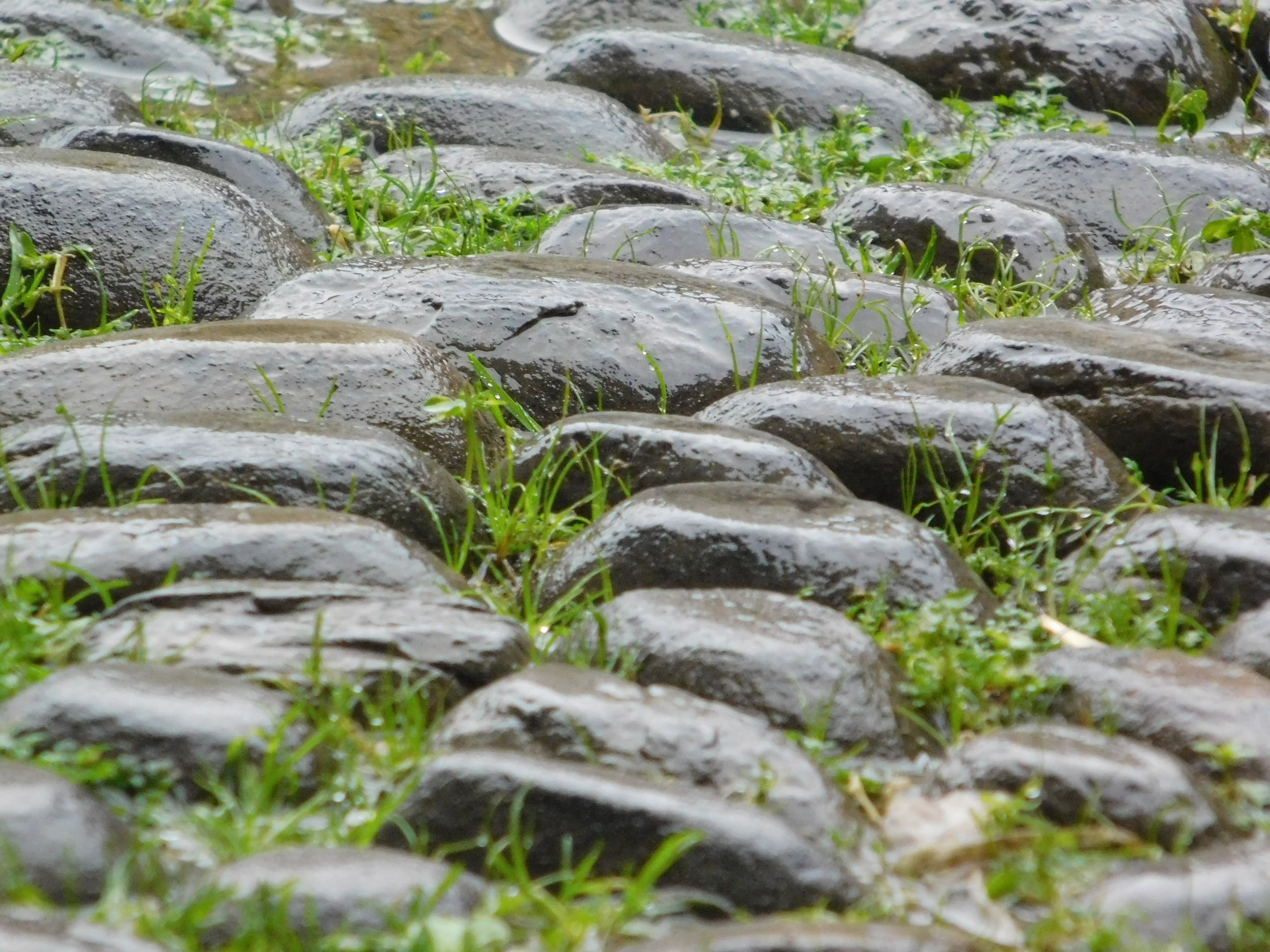 close-up, grass, growth, surface level, moss, backgrounds, wet, rock - object, day, selective focus, plant, solid, nature, rock, no people, tranquility, HD Wallpaper