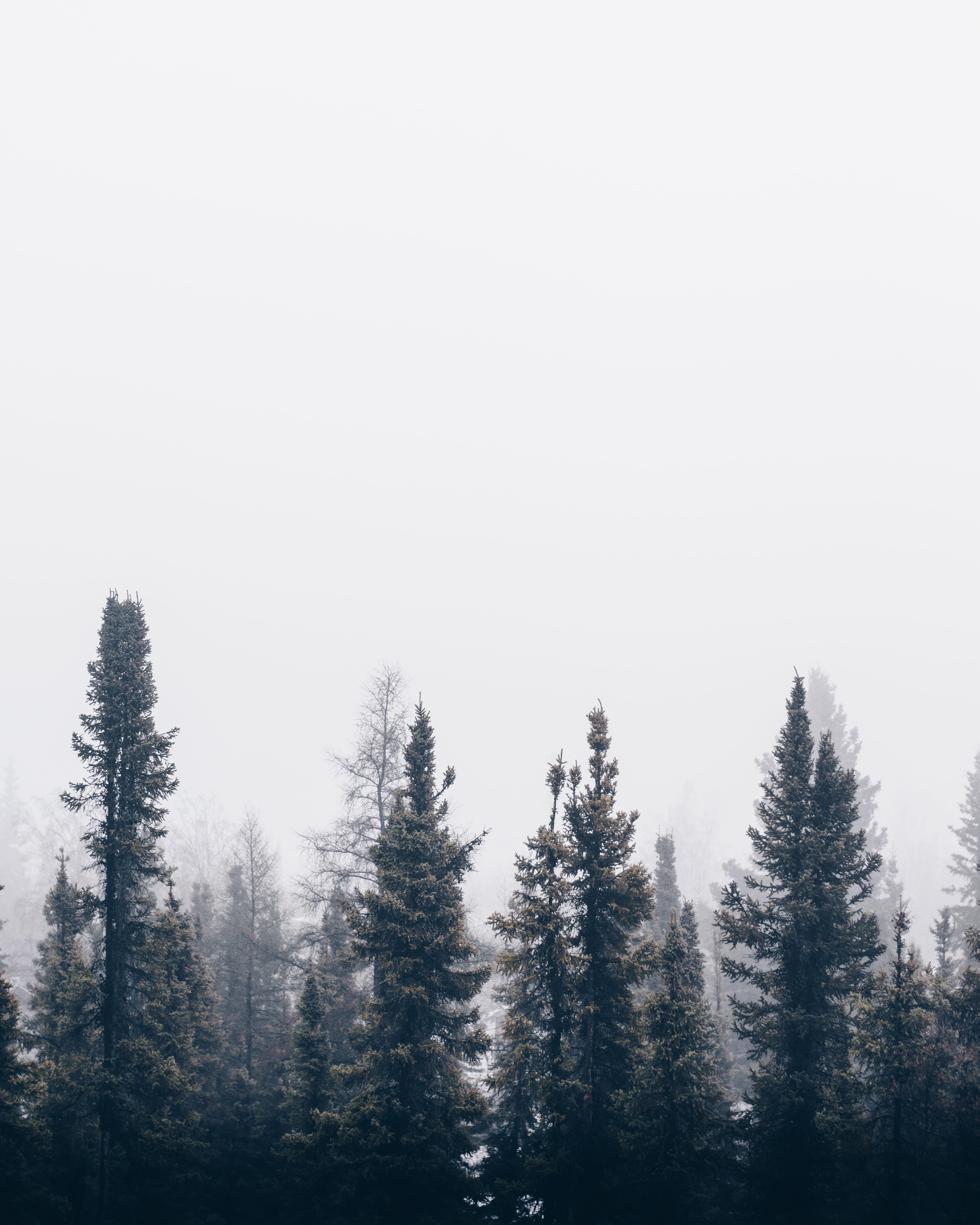 land, green, cold temperature, wilderness Area, sky, copy space, 4K, mountain, spruce Tree, scenics - nature, outdoors, growth, no People, tranquility, Phone HD Wallpaper