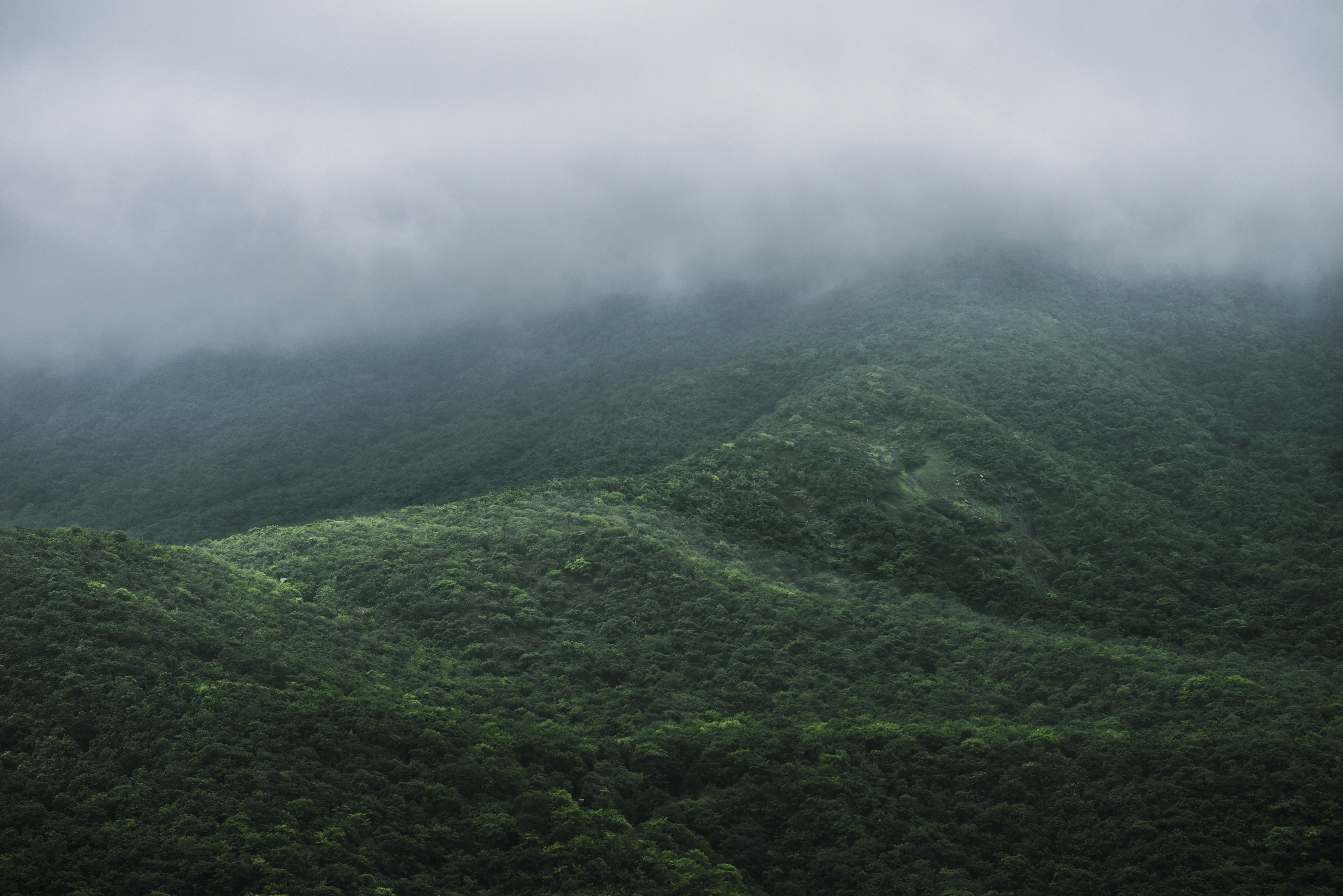 no people, wood, overcast, mountain range, outdoors, rainforest, land, rain, colour, forest, landscape, 4K, outdoor, beauty in nature, torrential rain, HD Wallpaper