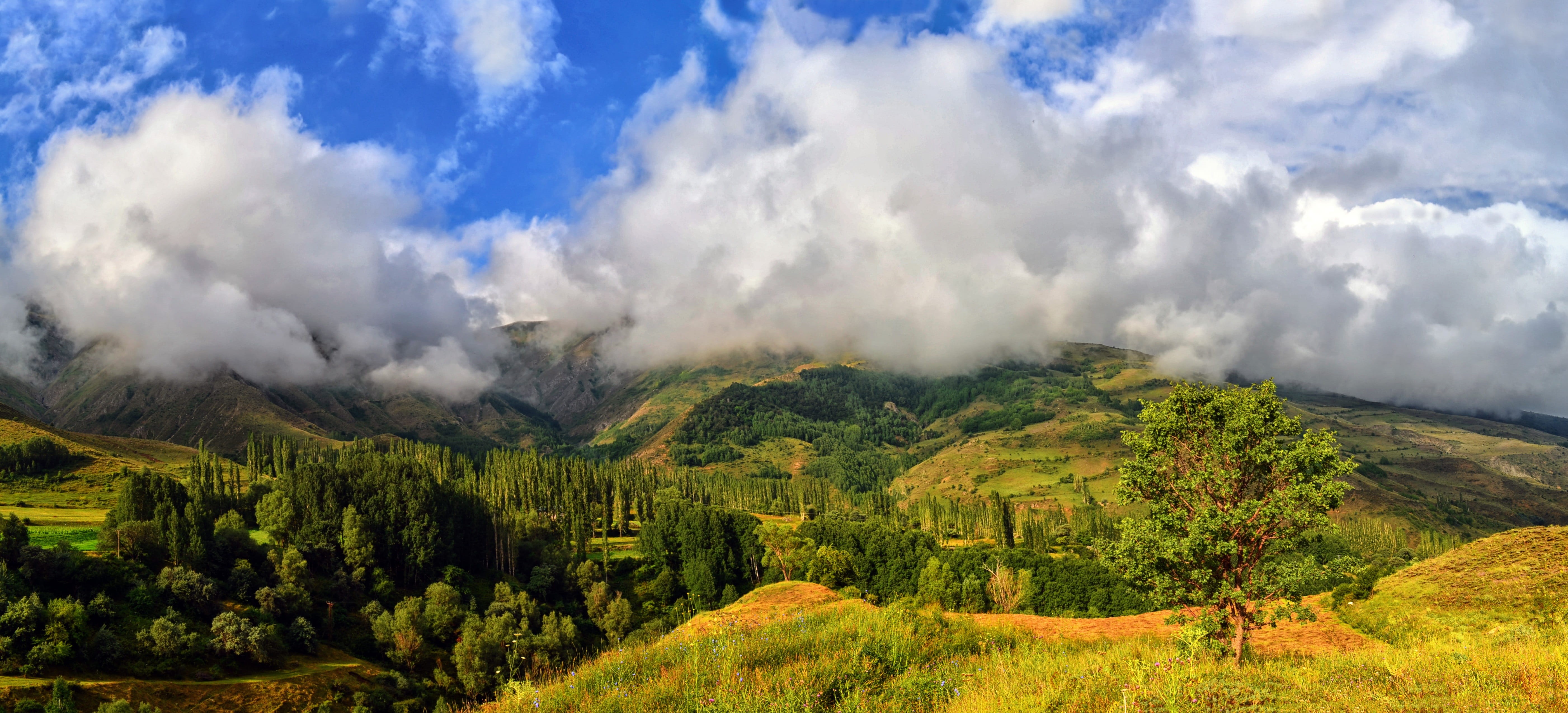 outdoors, forest, light, composition, peace, cloud, morning, kaçkars, ispir, natural life, nature, photography, mountains, landscape, beautiful, blue, atmosphere, HD Wallpaper