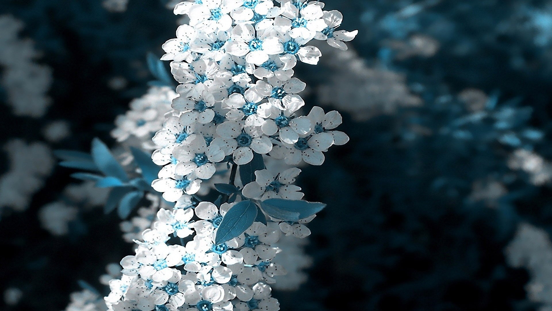 white color, fragility, shape, beauty in nature, backgrounds, backdrop, liquid, winter, nature, crystal, water, vulnerability, focus on foreground, HD Wallpaper