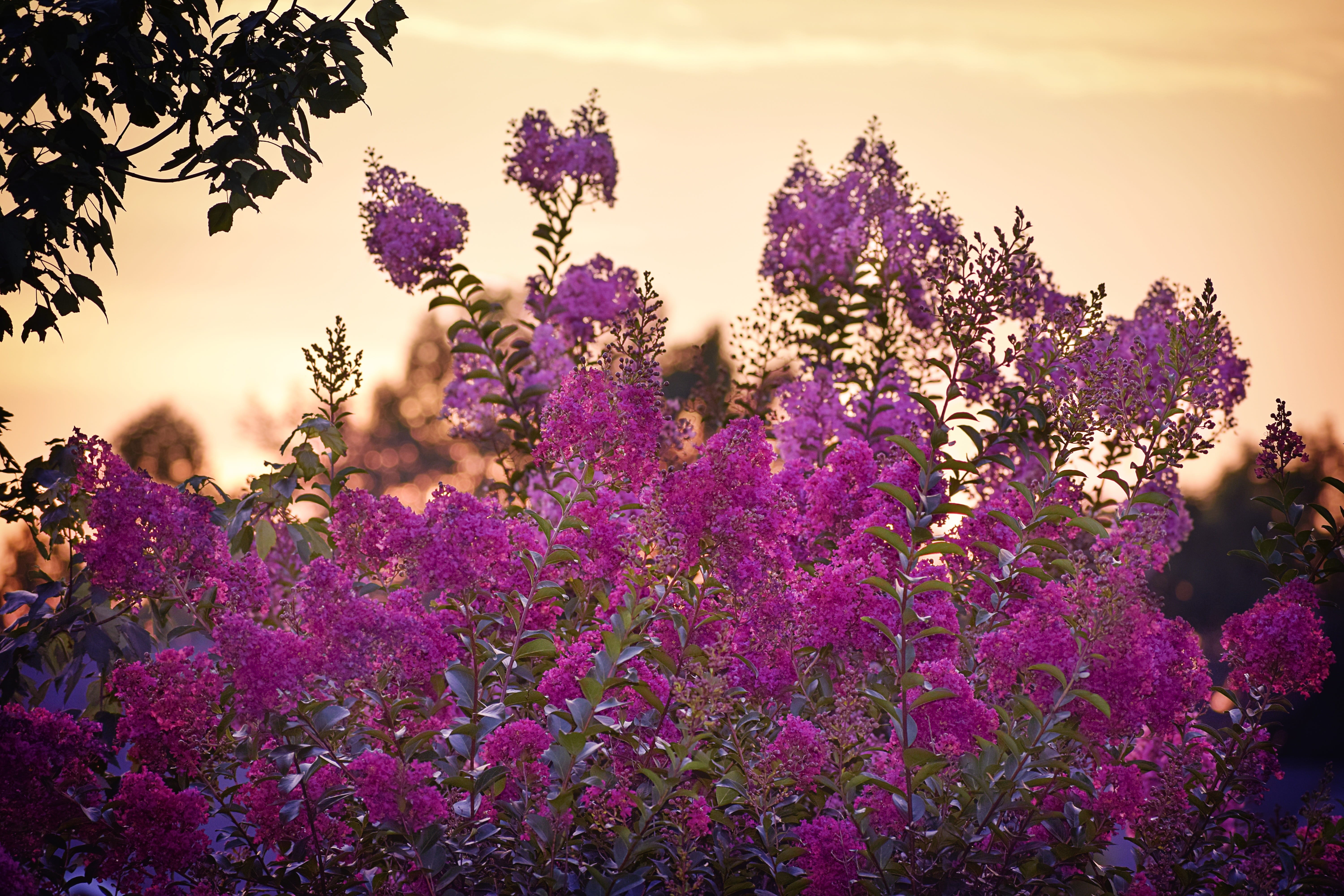 outdoor, scenery, leaf, evening, morning, garden, leave, day, aroma, daylight, plant, red, flora, bush, shrub, lilac, bloom, fresh, blooming, purple, davies designs photography, HD Wallpaper