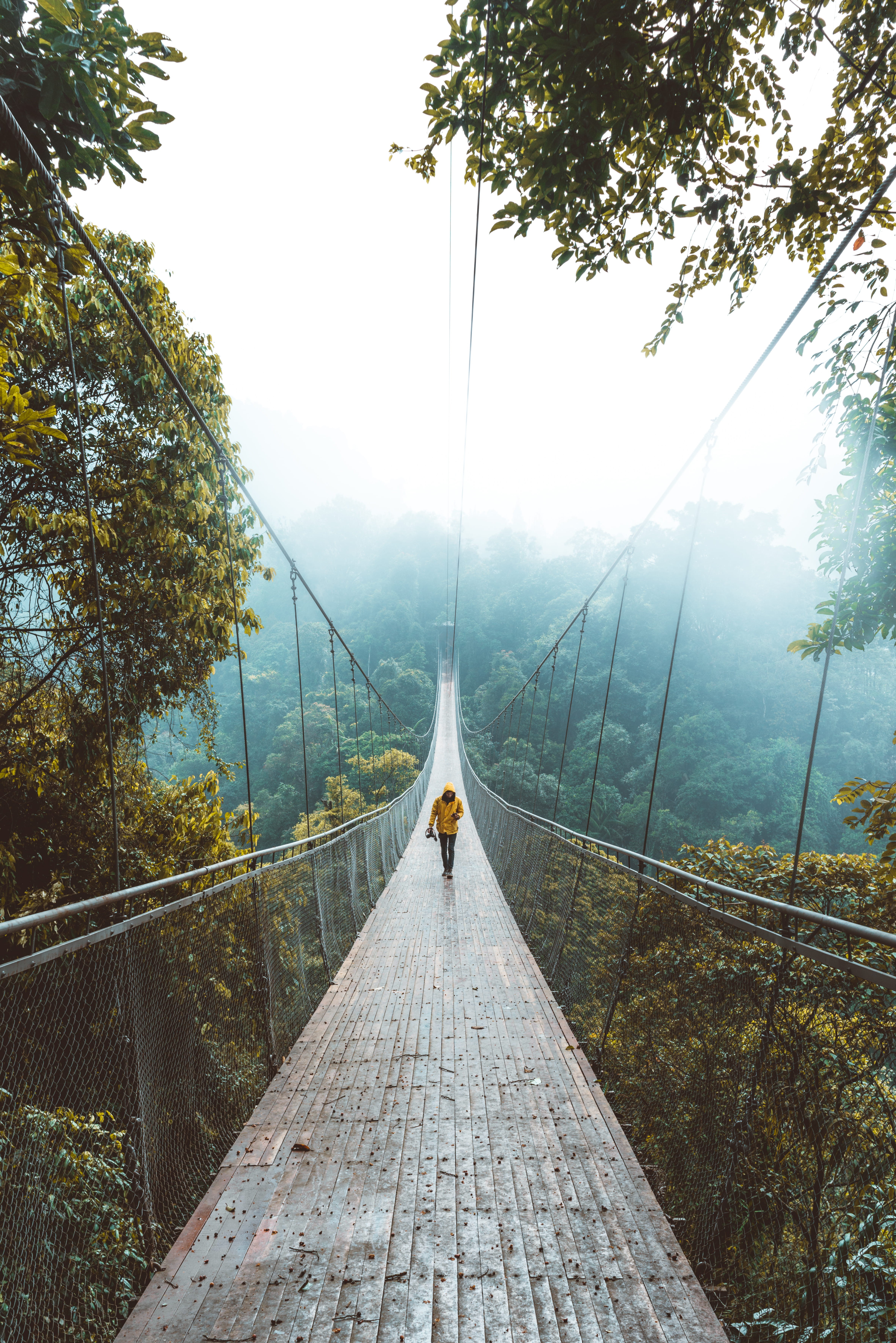 nature, travel, journey, yellow, forest, wander, rope, adventure, green, suspension Bridge, discover, sky, rainforest, green Color, bridge, walking, alone, Phone HD Wallpaper