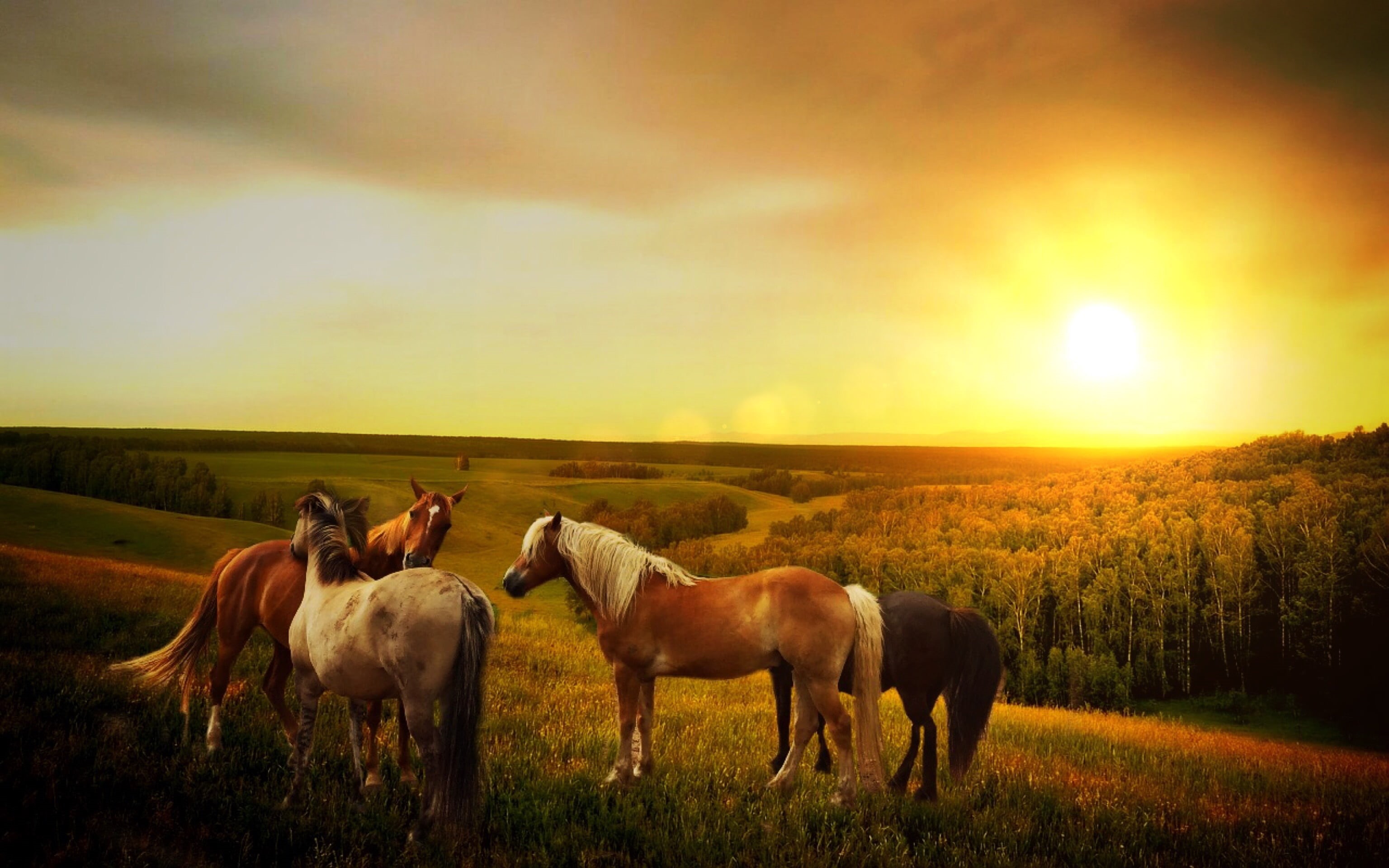way, field, landscape, farm, mammal, cloud - sky, outdoors, nature, summer, mystical, mountains, sunlight, livestock, dreams, forest, assorted, plant, romantic, HD Wallpaper