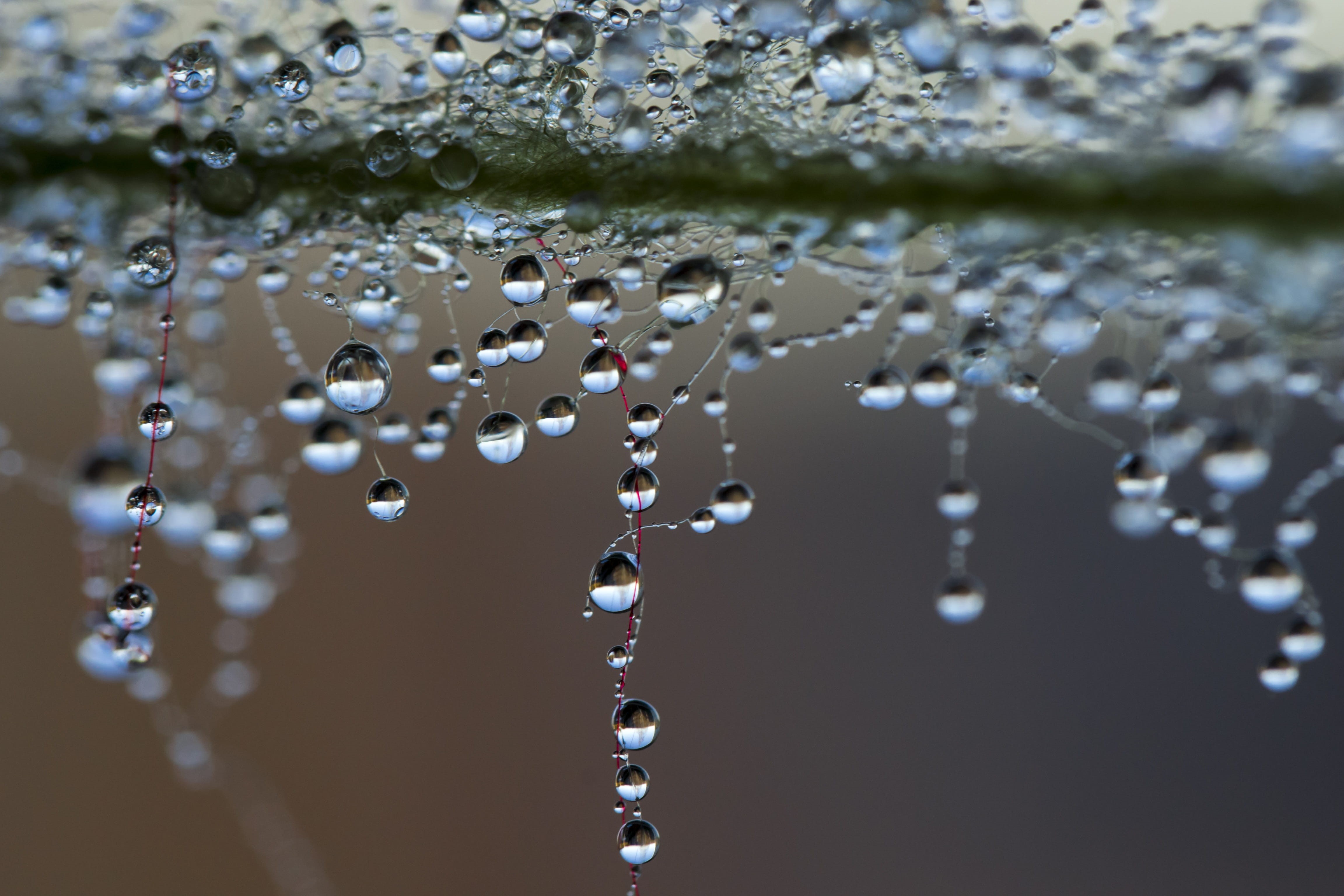 focus on foreground, refreshment, backgrounds, 4K, selective focus, freshness, dew, raindrop, rain, water, wet, drop, photography, close-up, abstract, HD Wallpaper