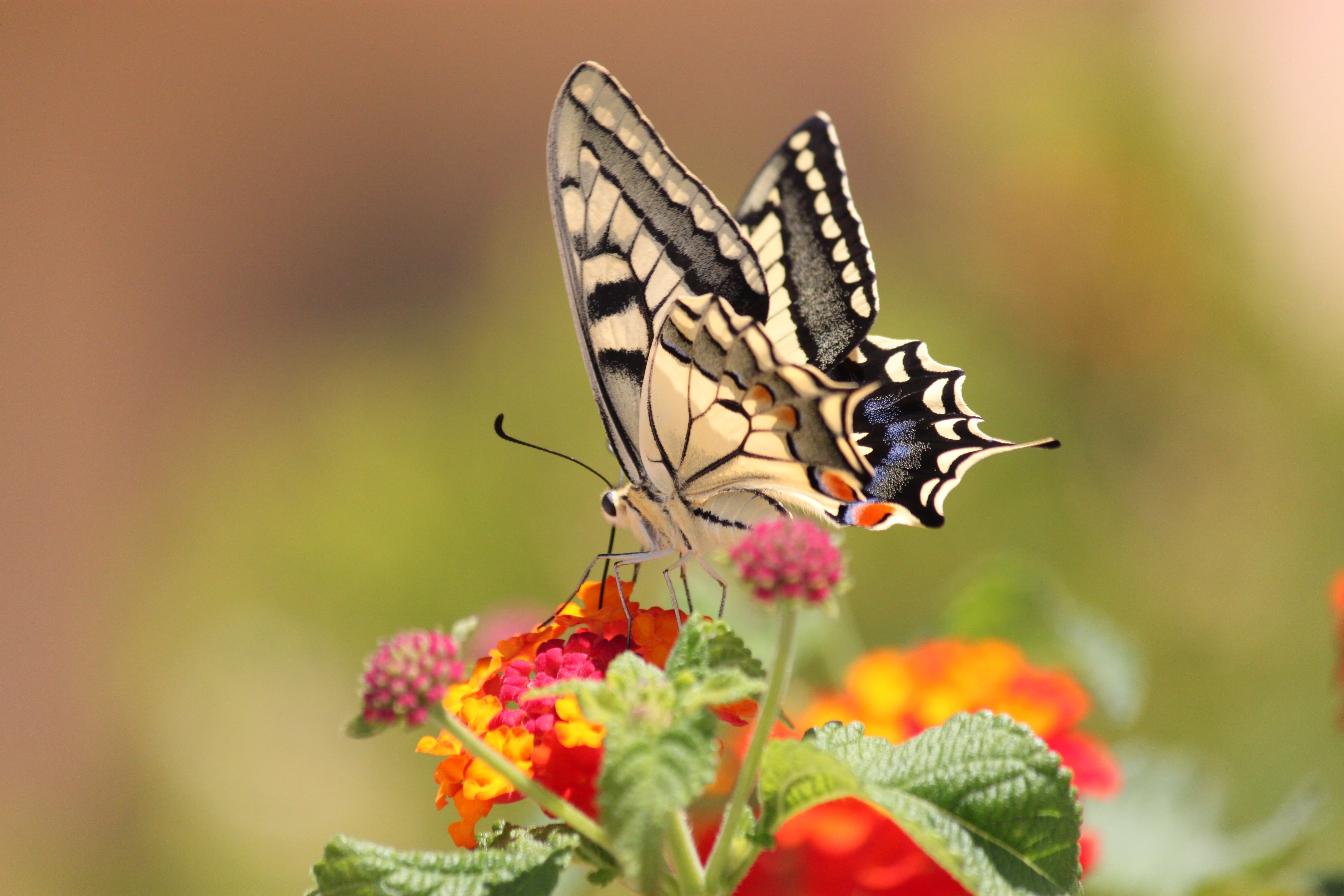 multi Colored, flower, butterfly - Insect, close-up, insect, selective focus, Ελλάδα, φύση, animal, yellow, gray, pink, colors, on top, beauty In Nature, HD Wallpaper