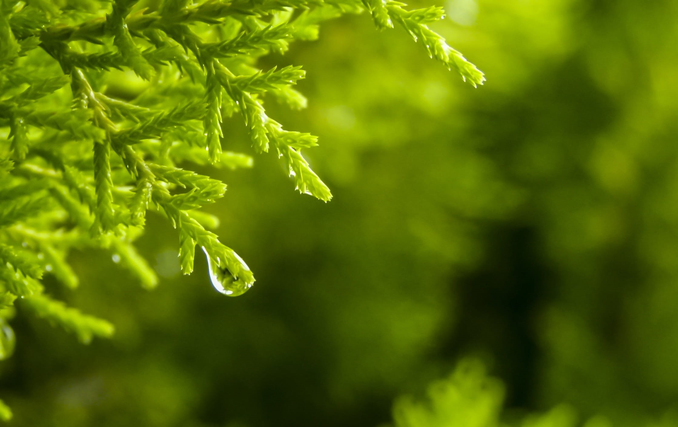 food, growth, rain, photography, lush Foliage, dew, water, branch, focus on foreground, focus, selective focus, backgrounds, green, macro, outdoors, wet, HD Wallpaper