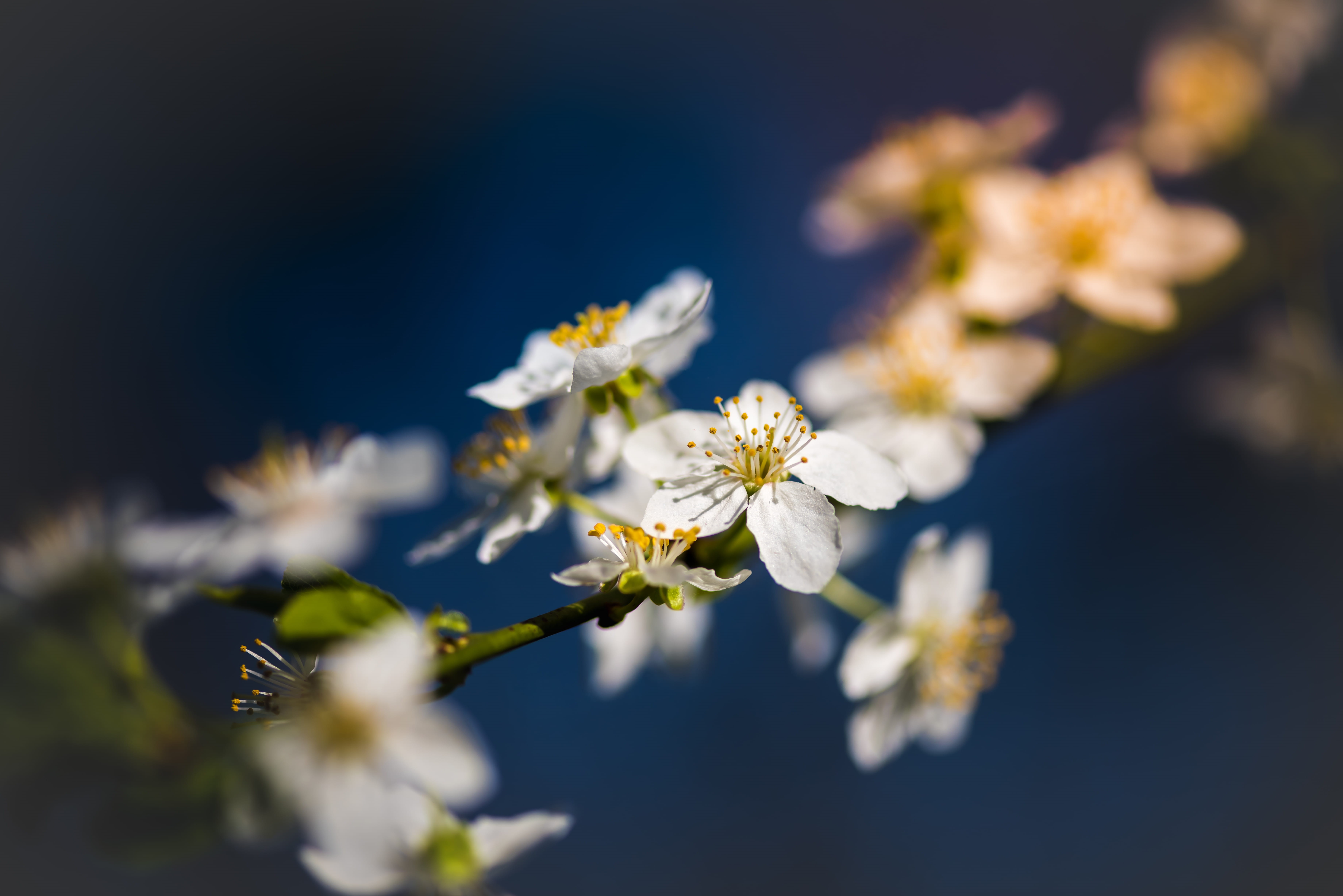branch, plant, fragility, 5K, freshness, cherry blossom, flower, pollen, selective Focus, petal, tree, no People, background, photo, macro, color Image, HD Wallpaper
