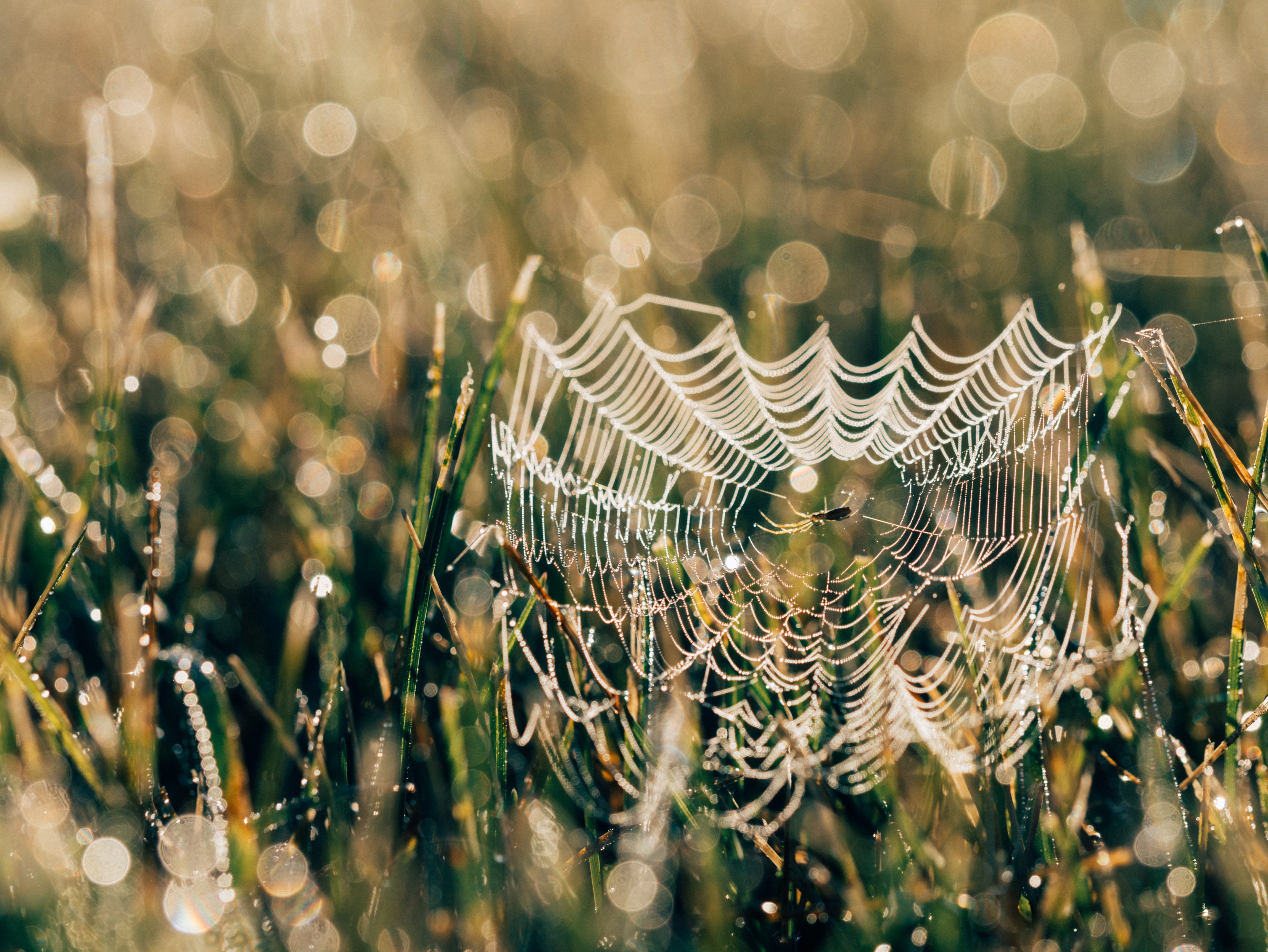 fragility, web, macro, cobweb, backgrounds, grass, raindrop, selective focus, drop, close-up, photo, plant, focus, freshness, outdoors, leaf, pattern, beauty in nature, HD Wallpaper