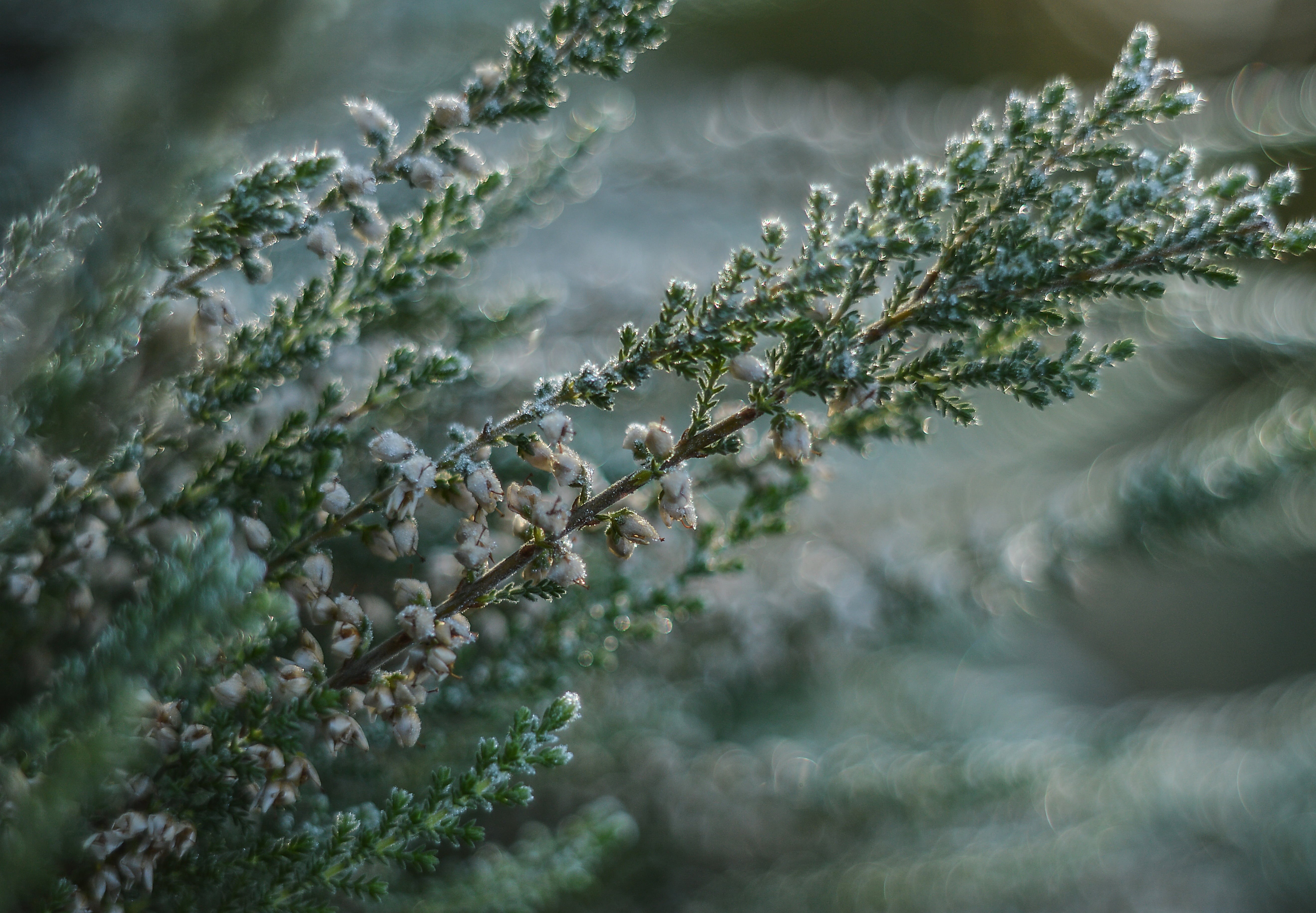 green, leaf, summer, clarity, nature, heather, pine tree, thistles, tree, spikes, coniferous tree, flower, vanishing, the stem, fir tree, vegetation, selective, HD Wallpaper